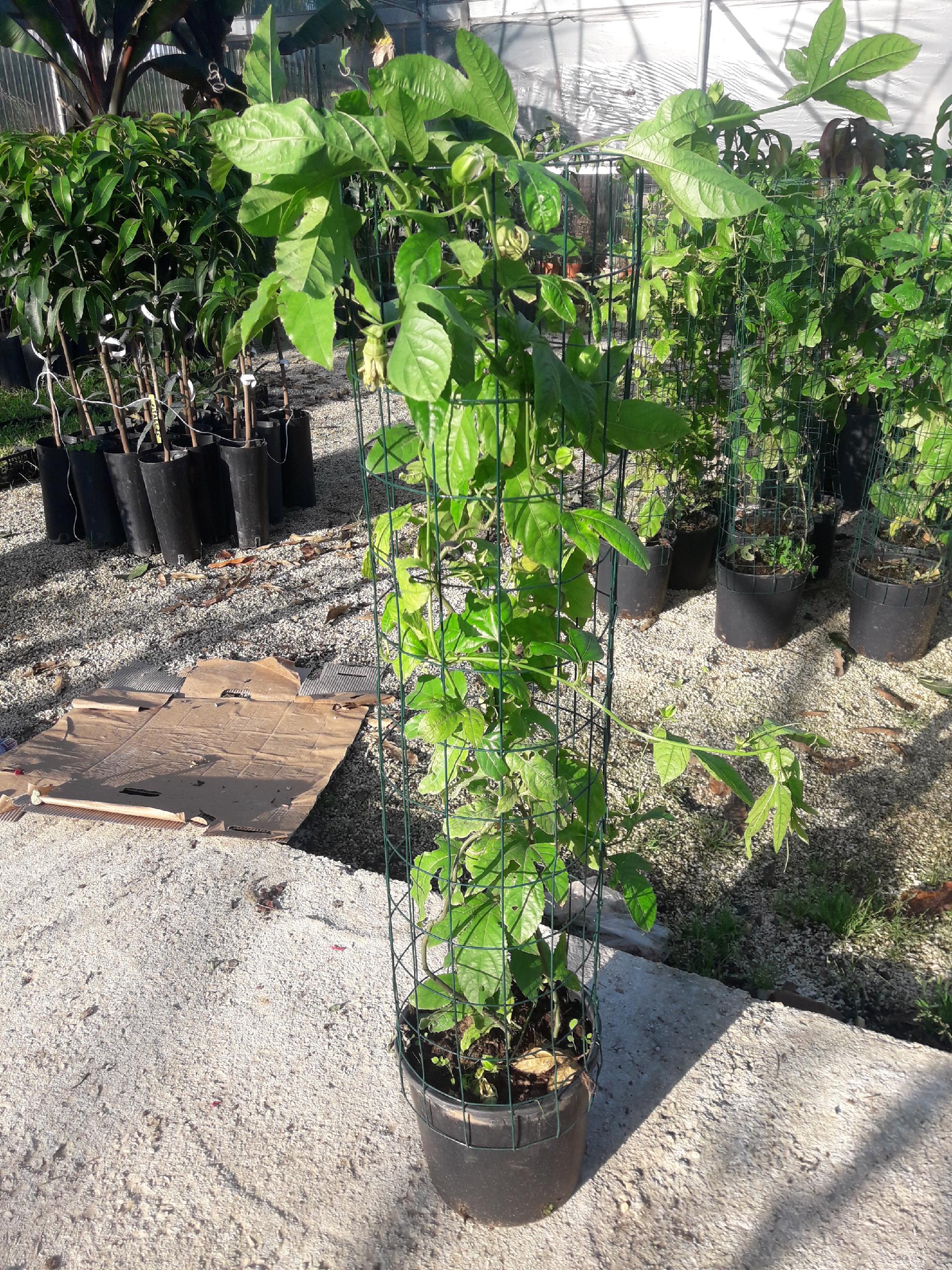 PASSIFLORA EDULIS RAMPICANTE vaso 26
