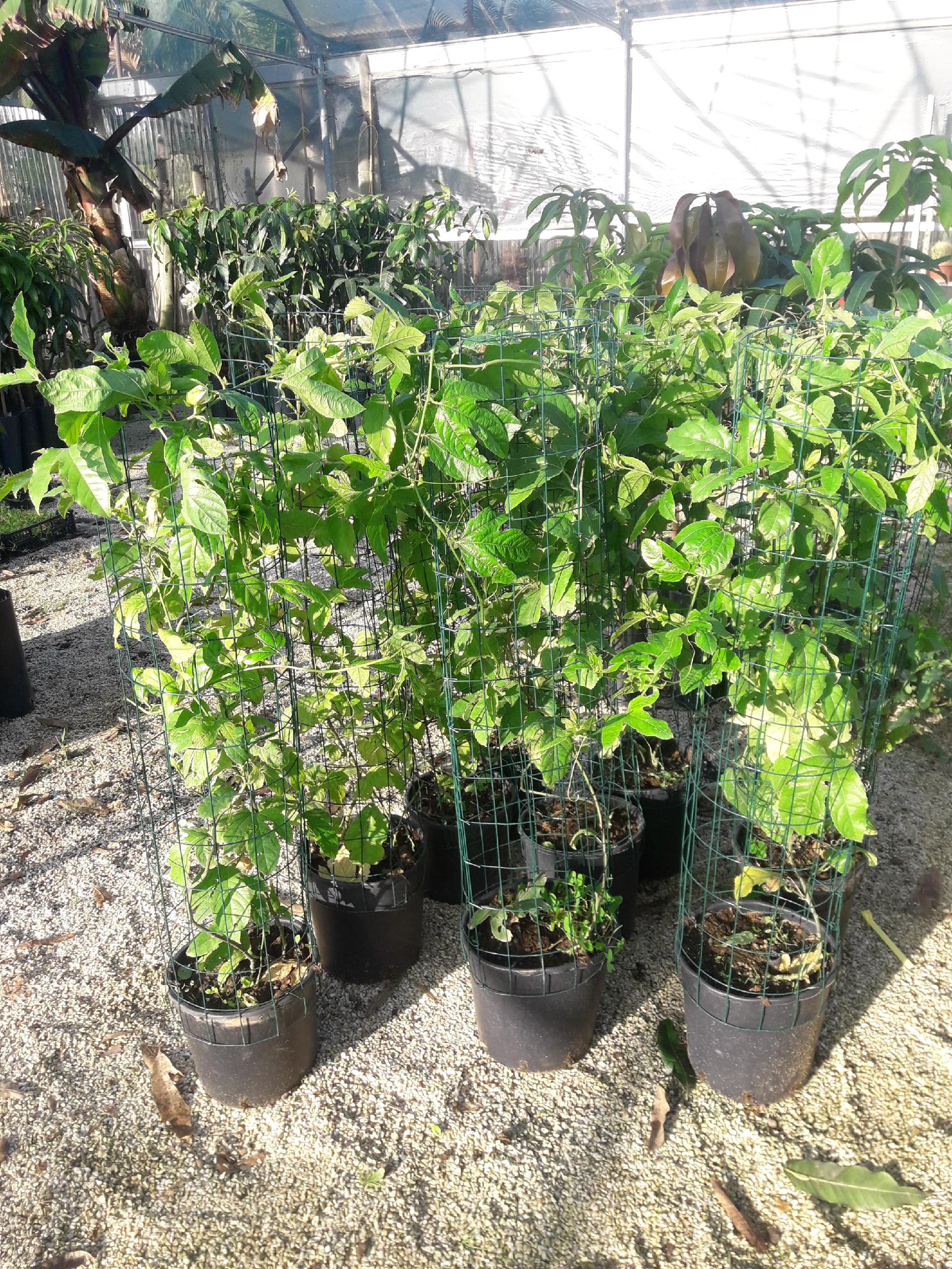 PASSIFLORA EDULIS RAMPICANTE vaso 26