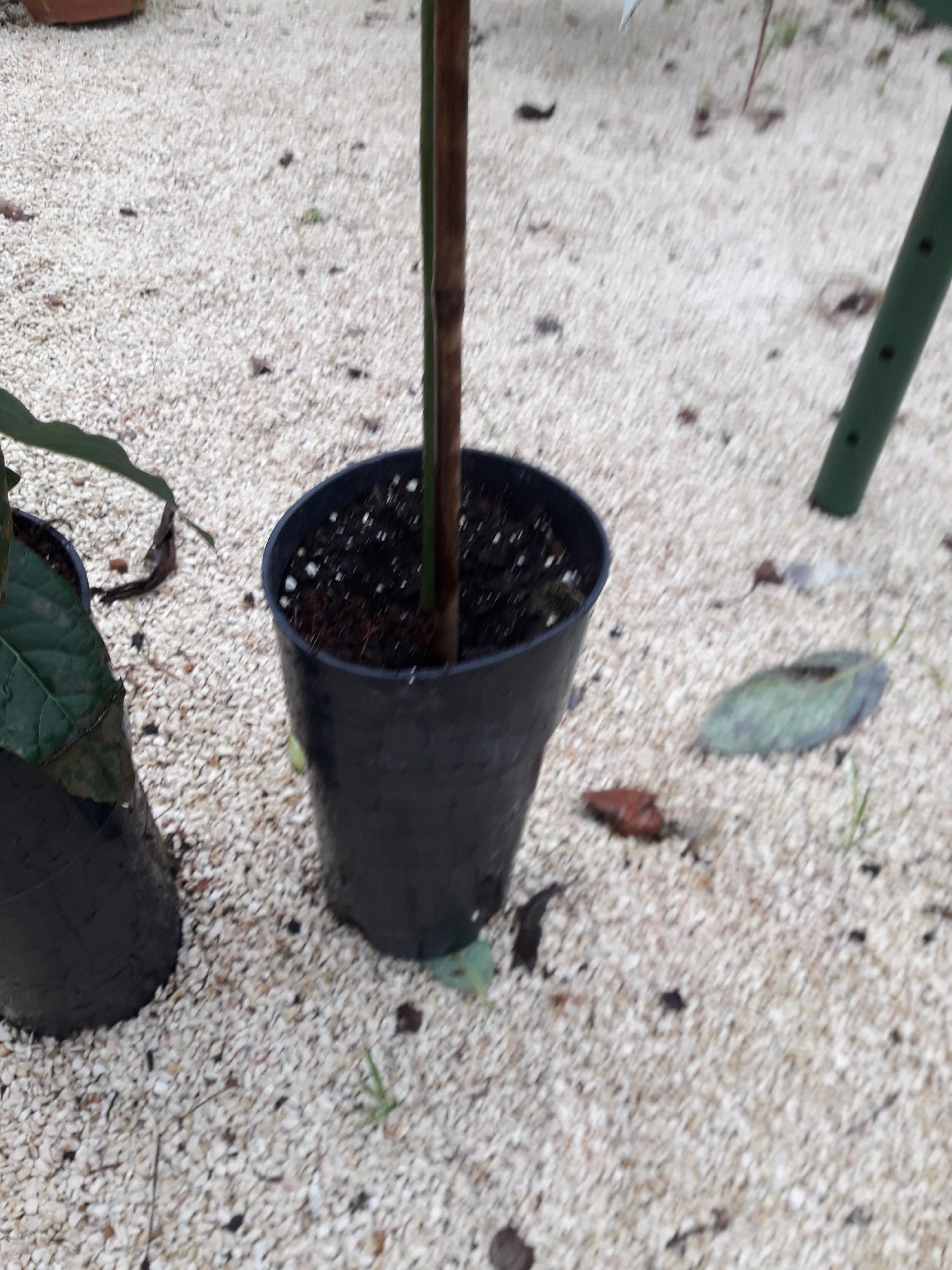 AVOCADO BACON albero impollinatore VASO CONICO 16 - 18