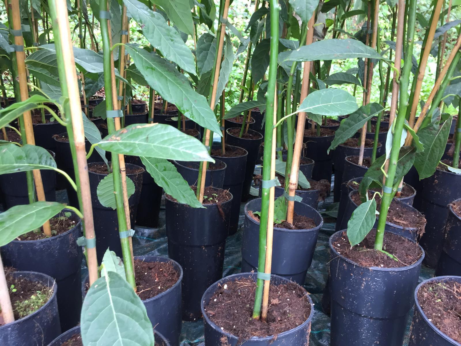 AVOCADO BACON albero impollinatore VASO CONICO 16 - 18