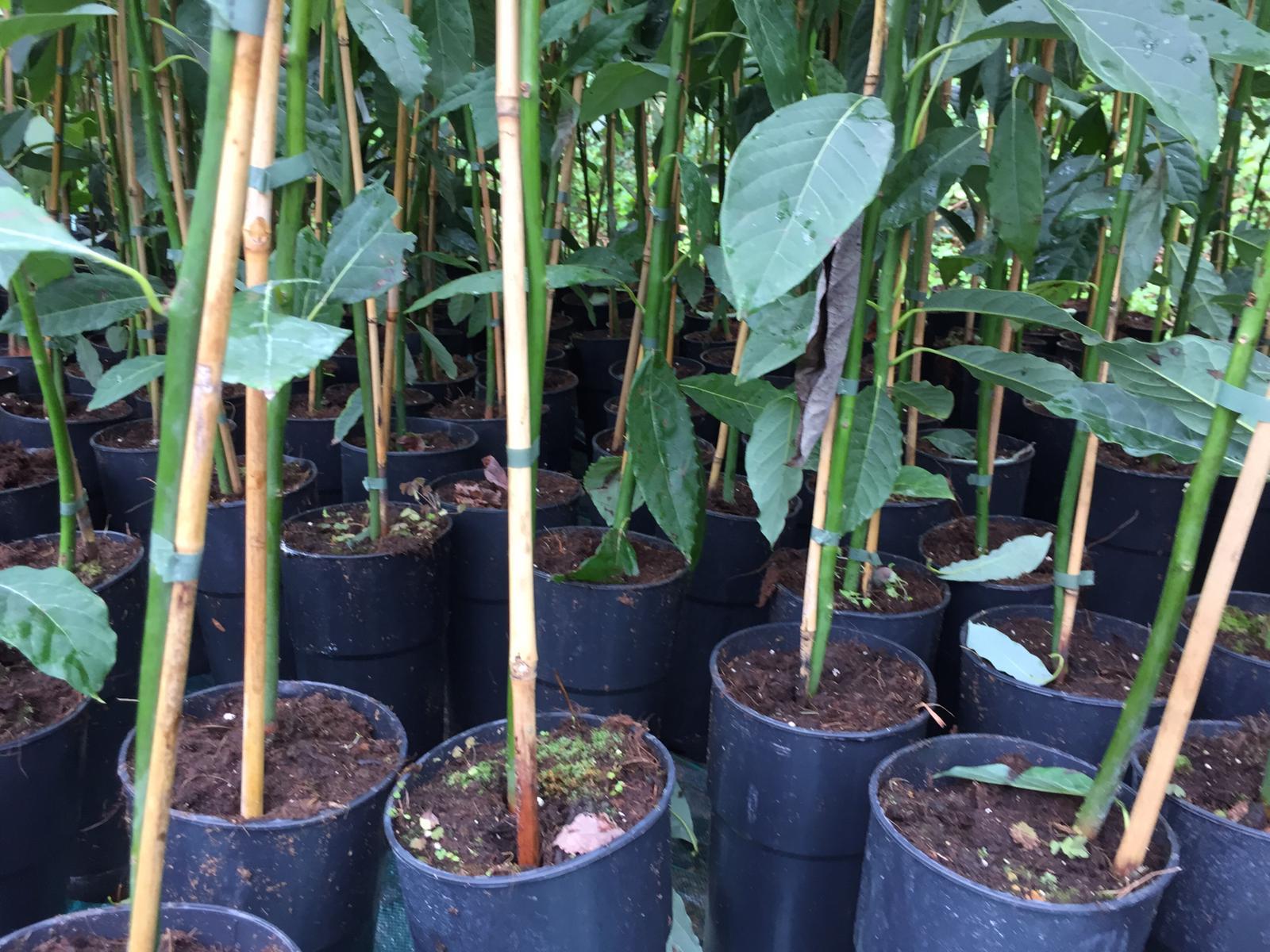 AVOCADO FUERTE albero impollinatore VASO CONICO 16 - 18