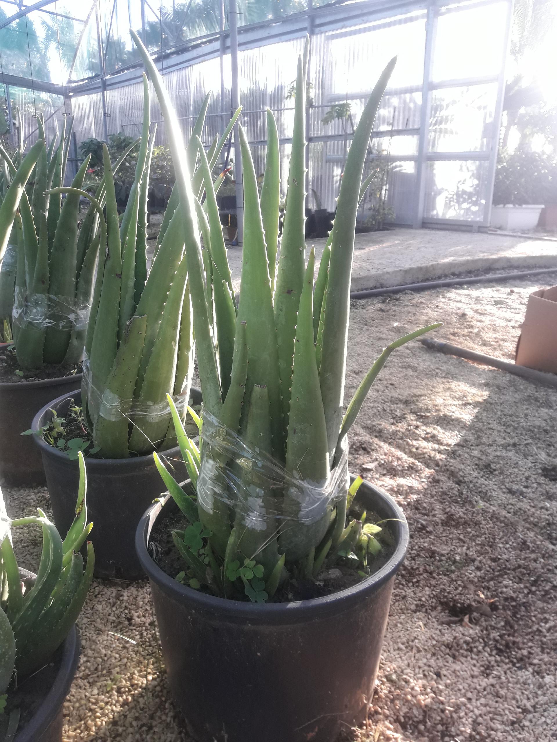 aloe arborescens ALOE vaso 26/28