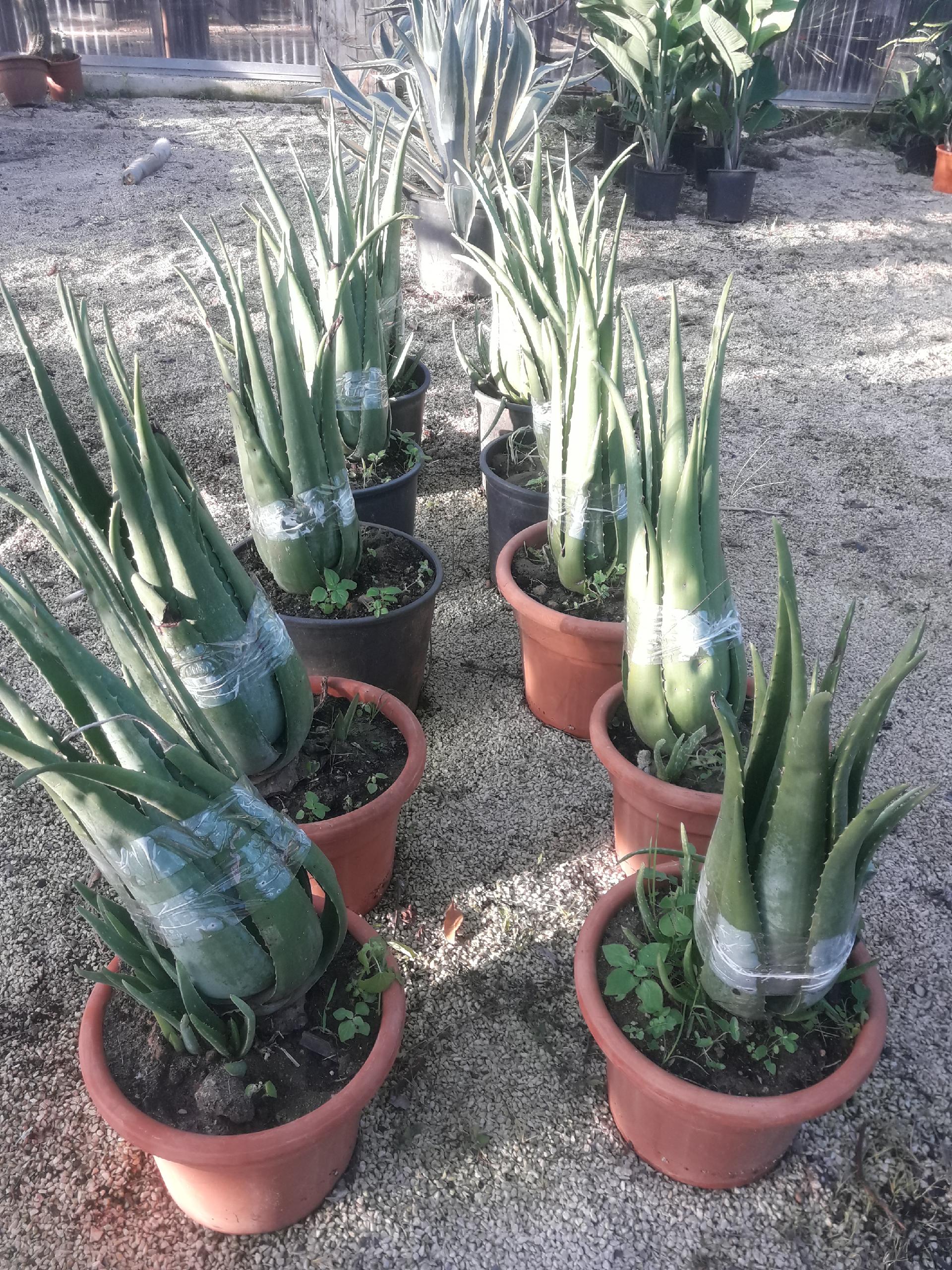 aloe arborescens ALOE vaso 26/28
