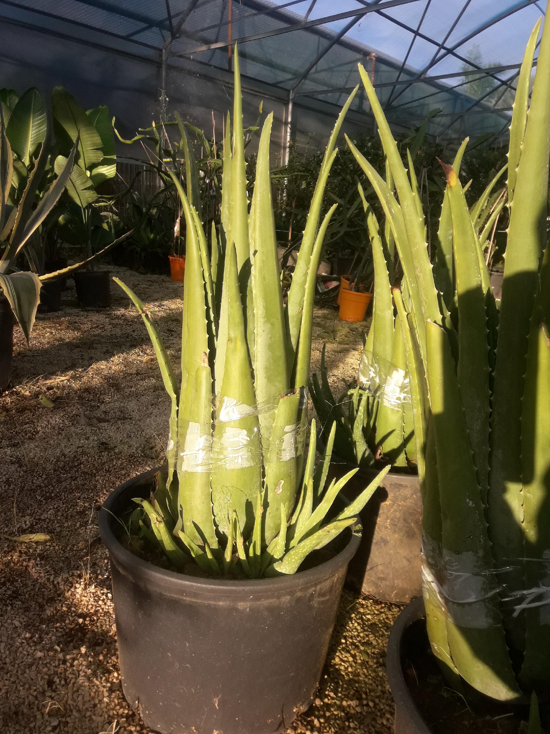 aloe arborescens ALOE vaso 26/28
