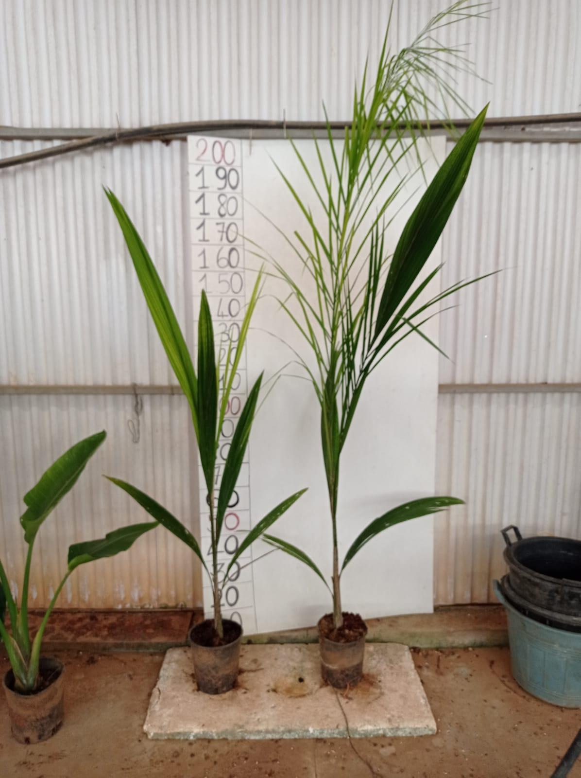 Cocus Plumosa vaso 20 ORNAMENTALE vaso 20\22