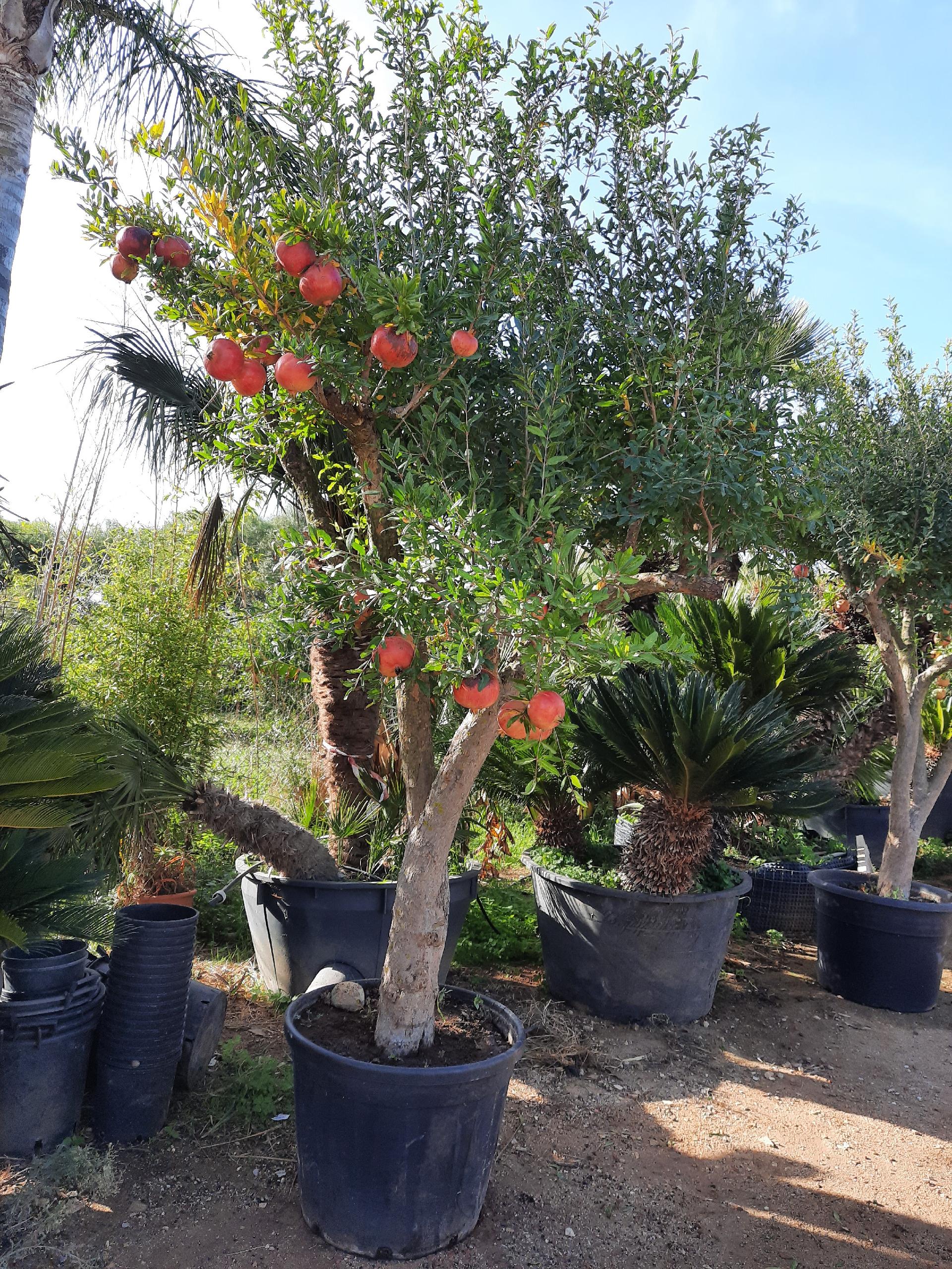 MELOGRANO DENTE DI CAVALLO IN VASO albero VASO 150 L