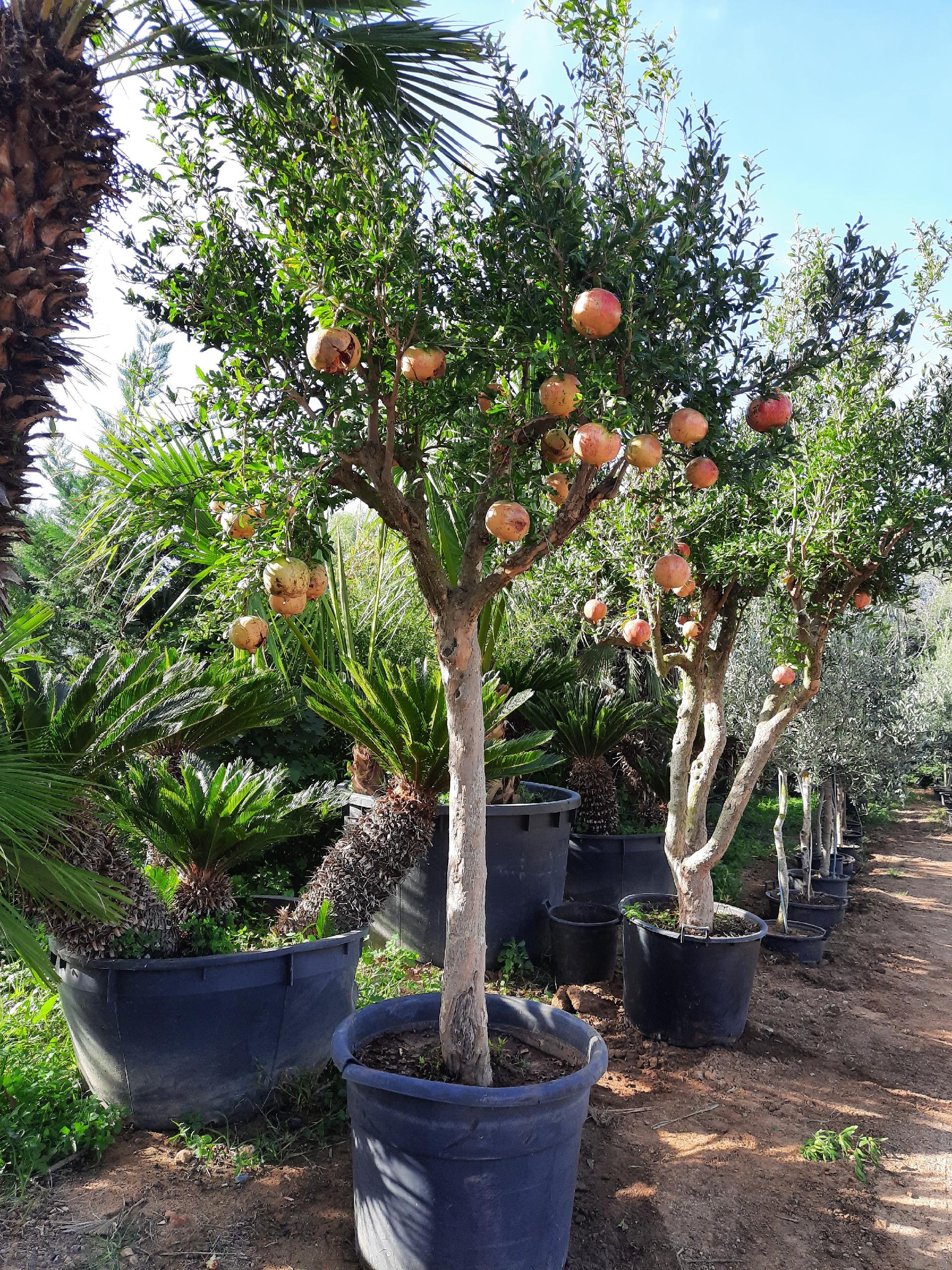 MELOGRANO DENTE DI CAVALLO IN VASO albero VASO 150 L
