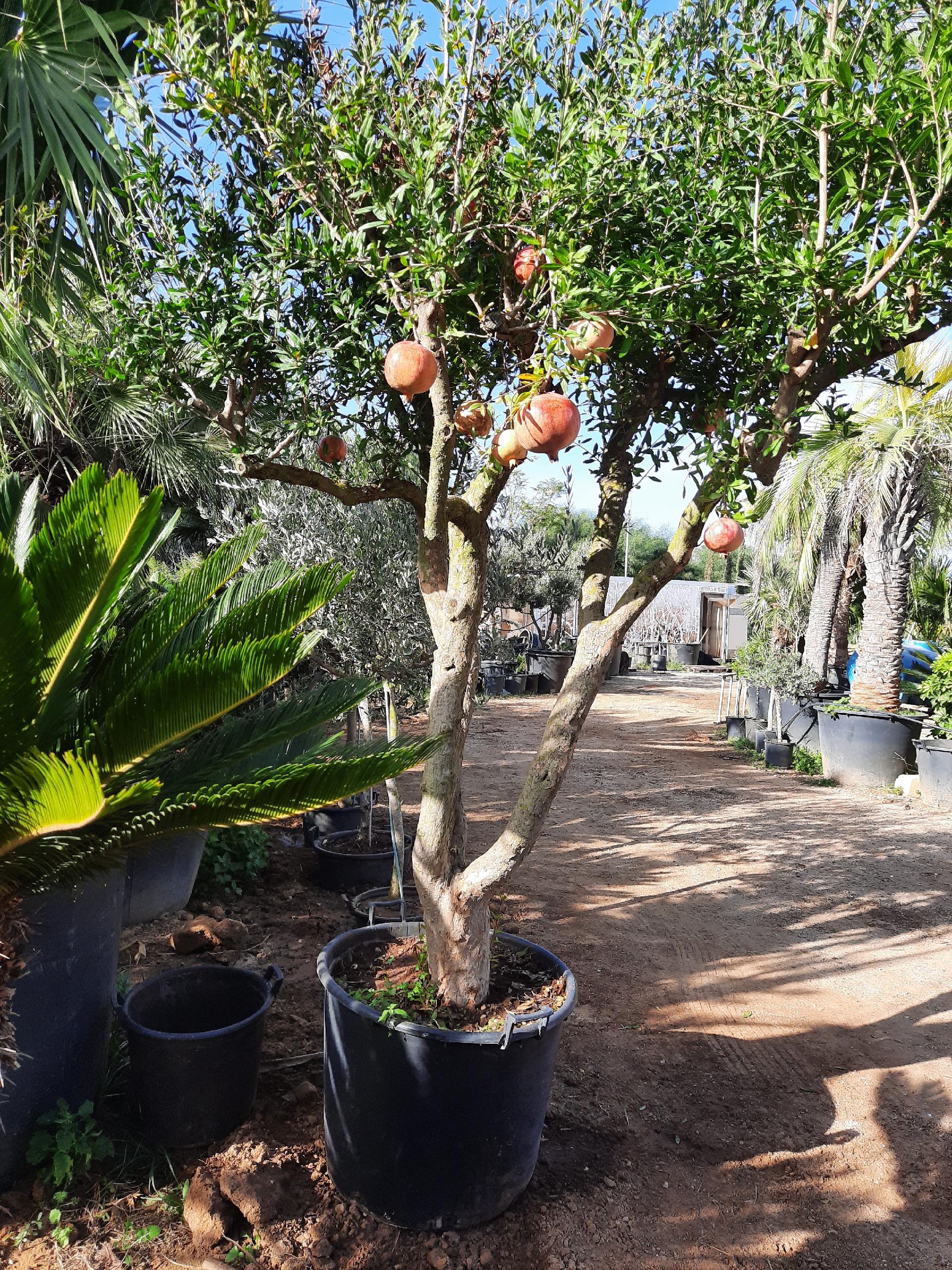 MELOGRANO DENTE DI CAVALLO IN VASO albero VASO 150 L