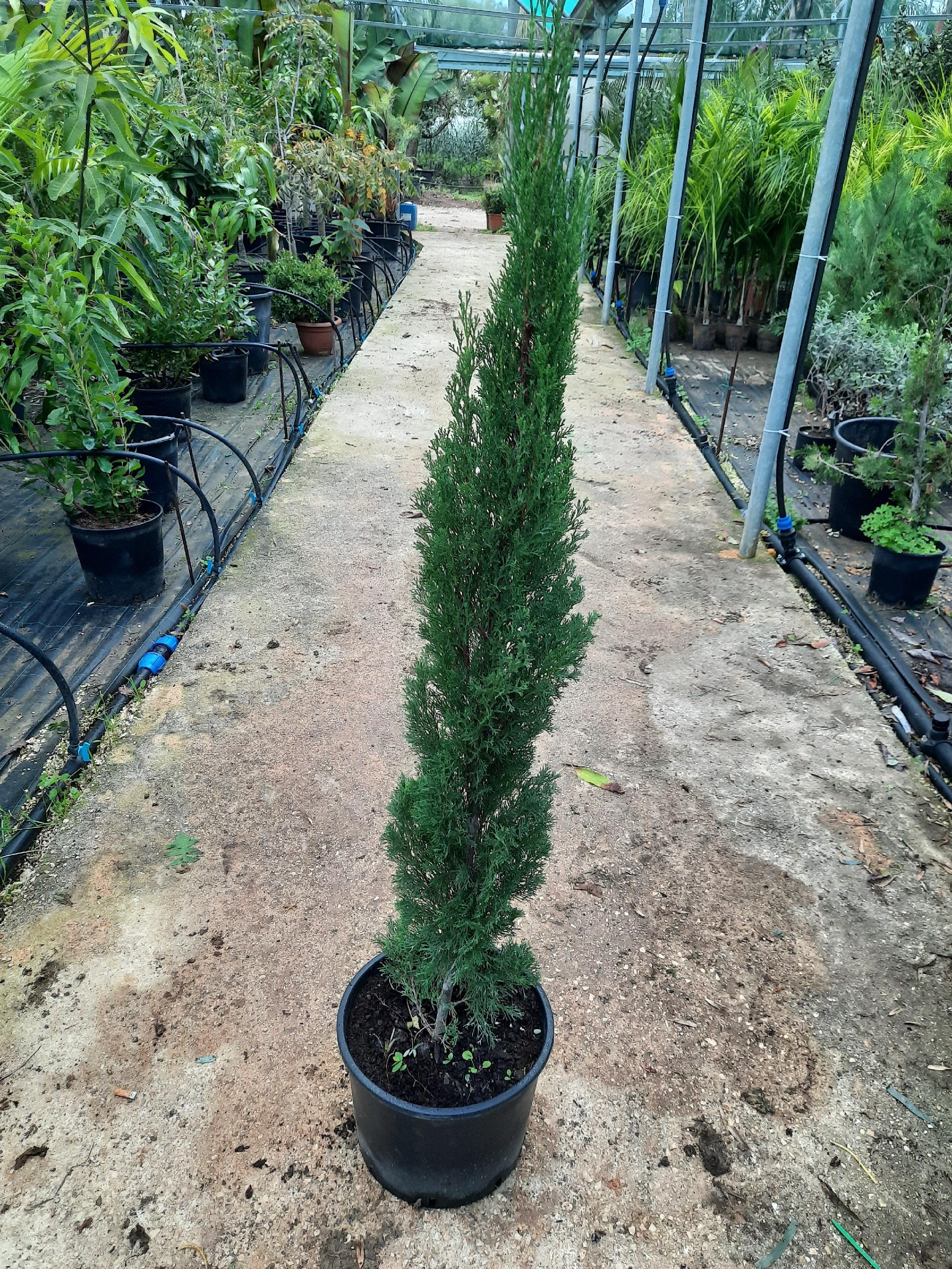 CIPRESSO TOSCANO sempervivero VASO 20