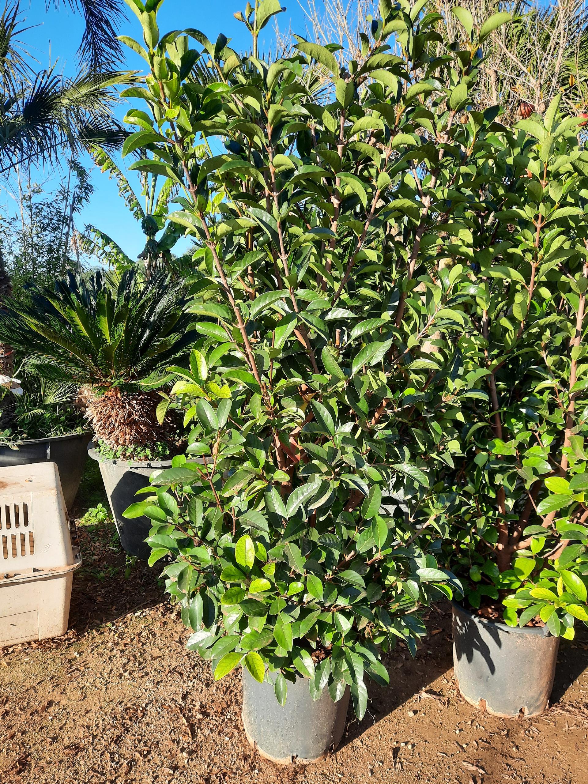 VIBURNUM LUCIDO IN VASO SIEPE VASO 40. V.22