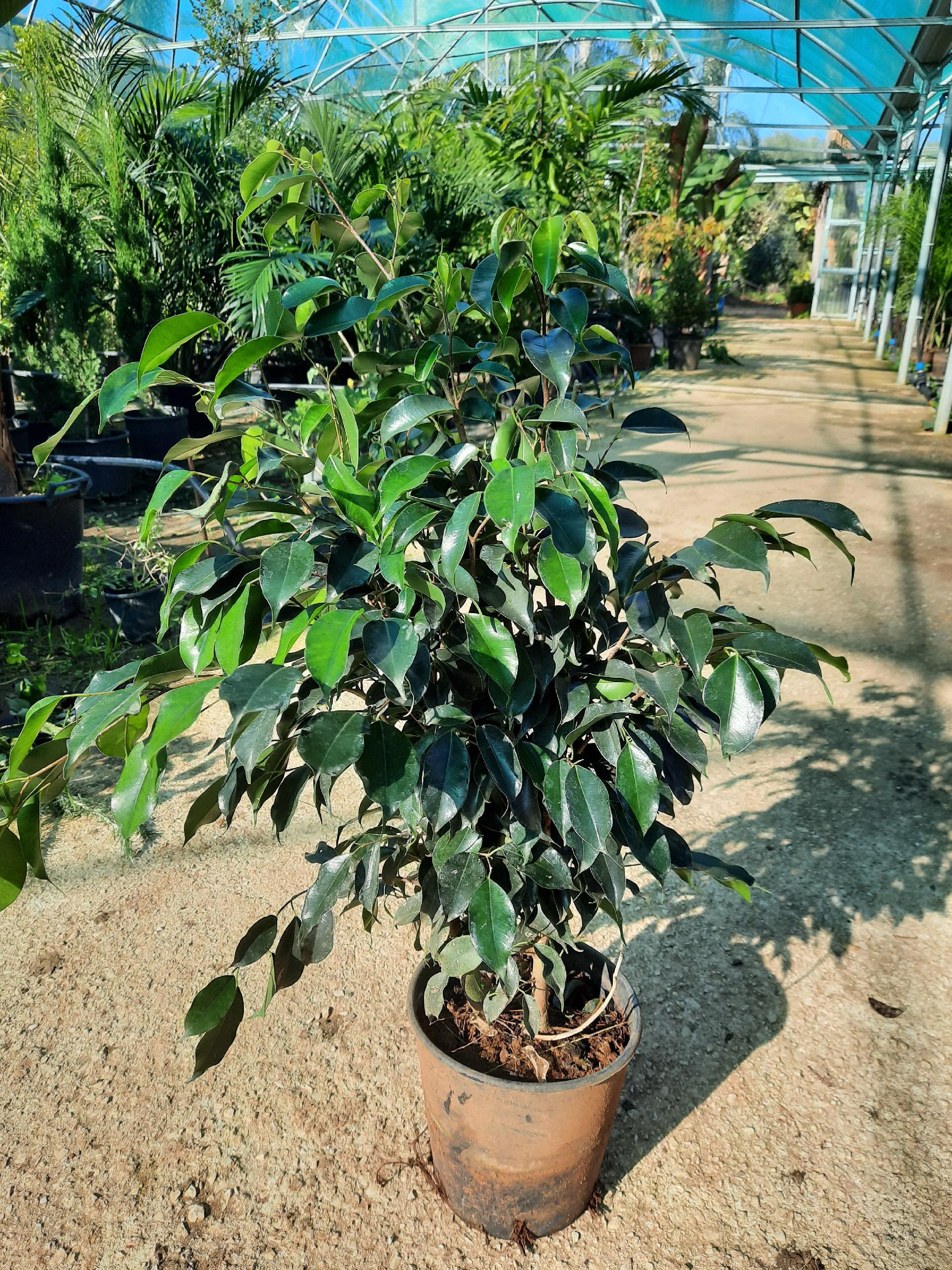 ficus benjamina ORNAMENTALE vaso 24