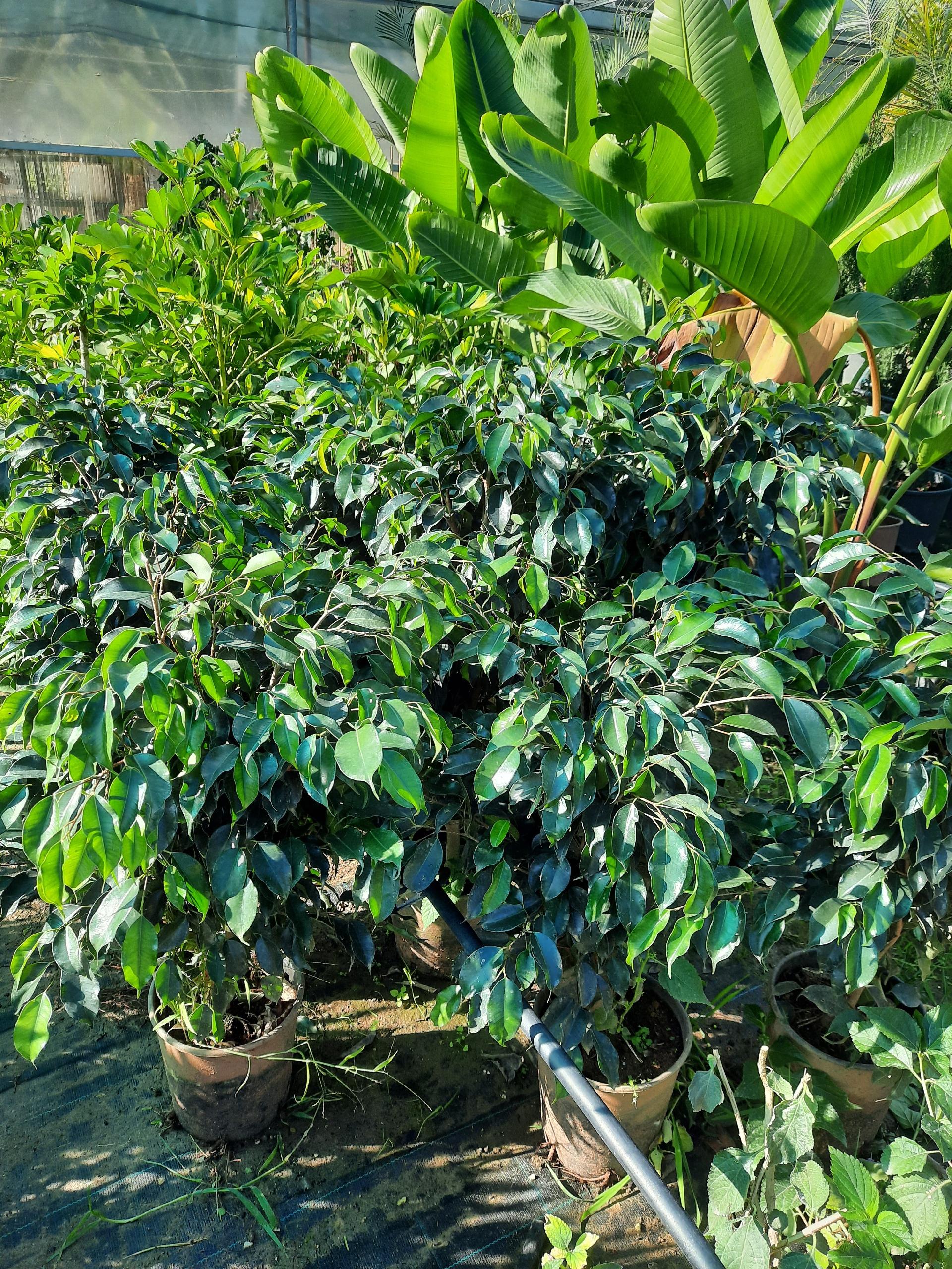 ficus benjamina ORNAMENTALE vaso 24
