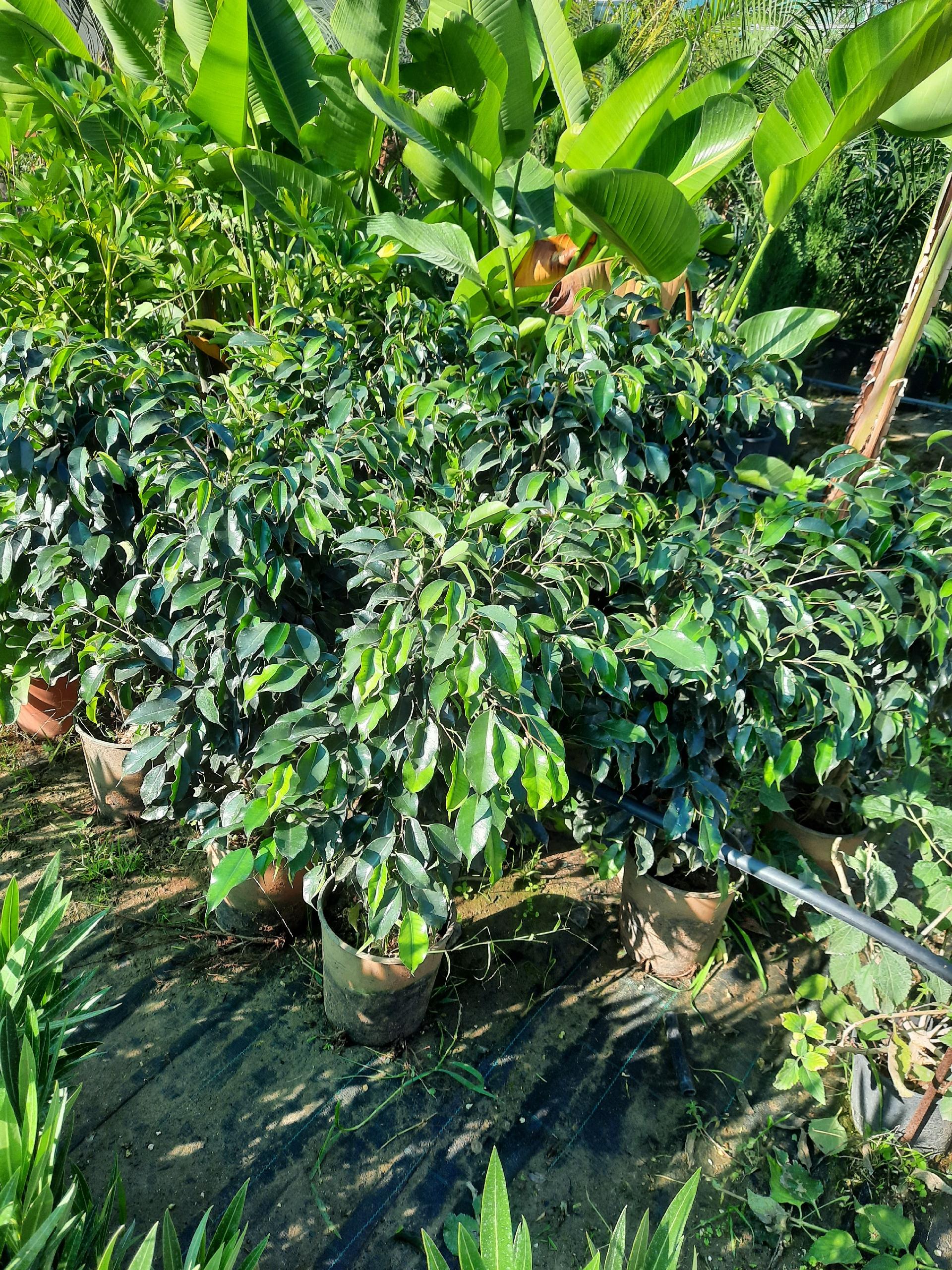 ficus benjamina ORNAMENTALE vaso 24