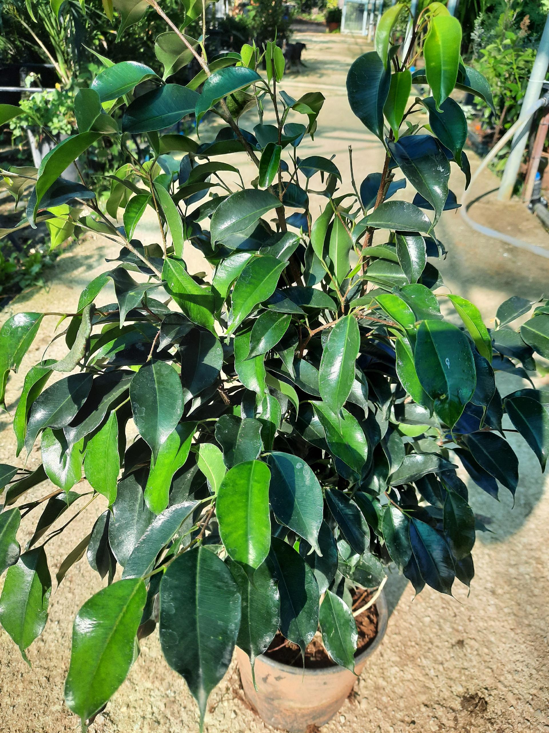 ficus benjamina ORNAMENTALE vaso 24