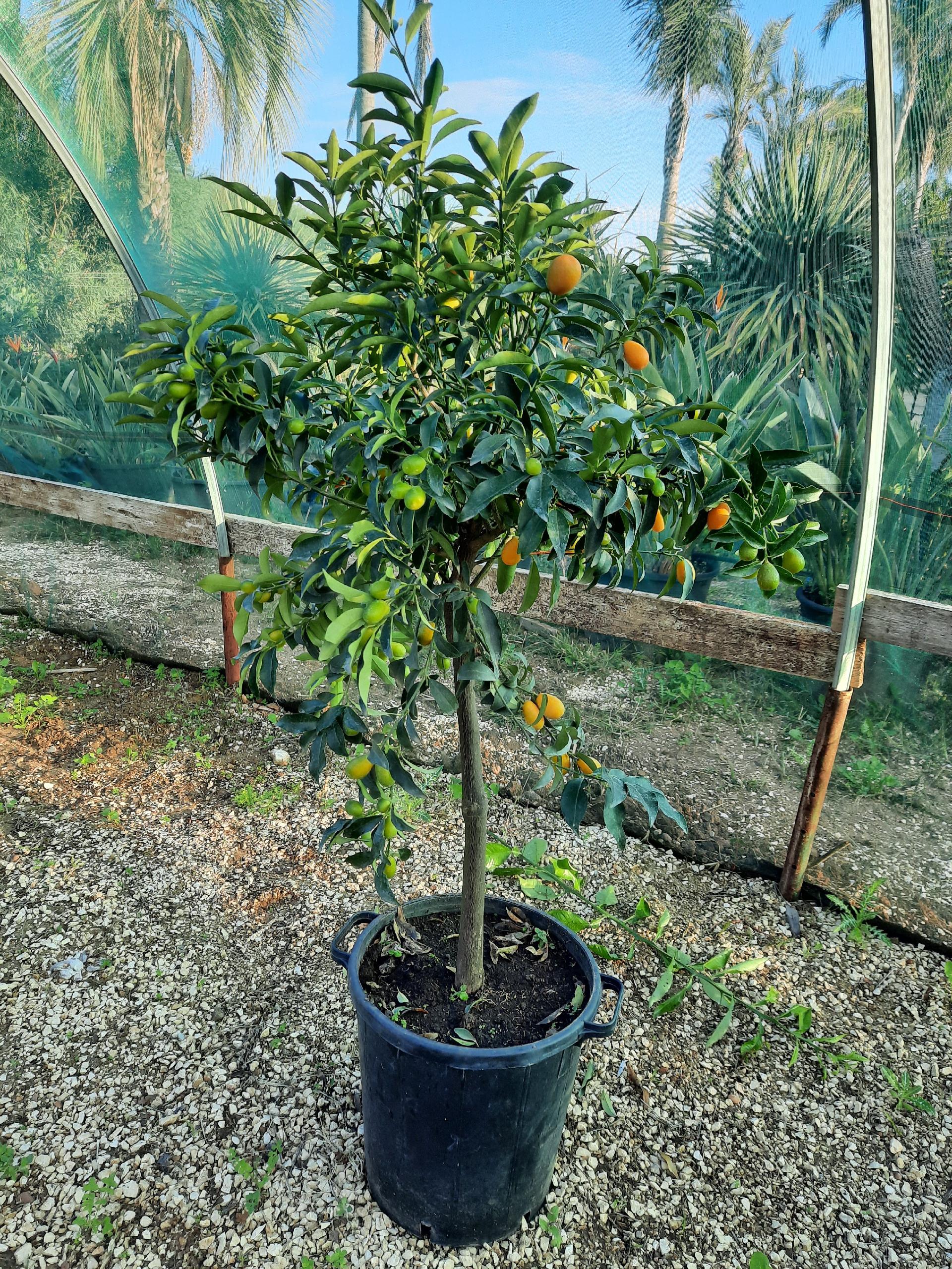 AGRUMI VASO 35 CON FRUTTO albero VASO 35