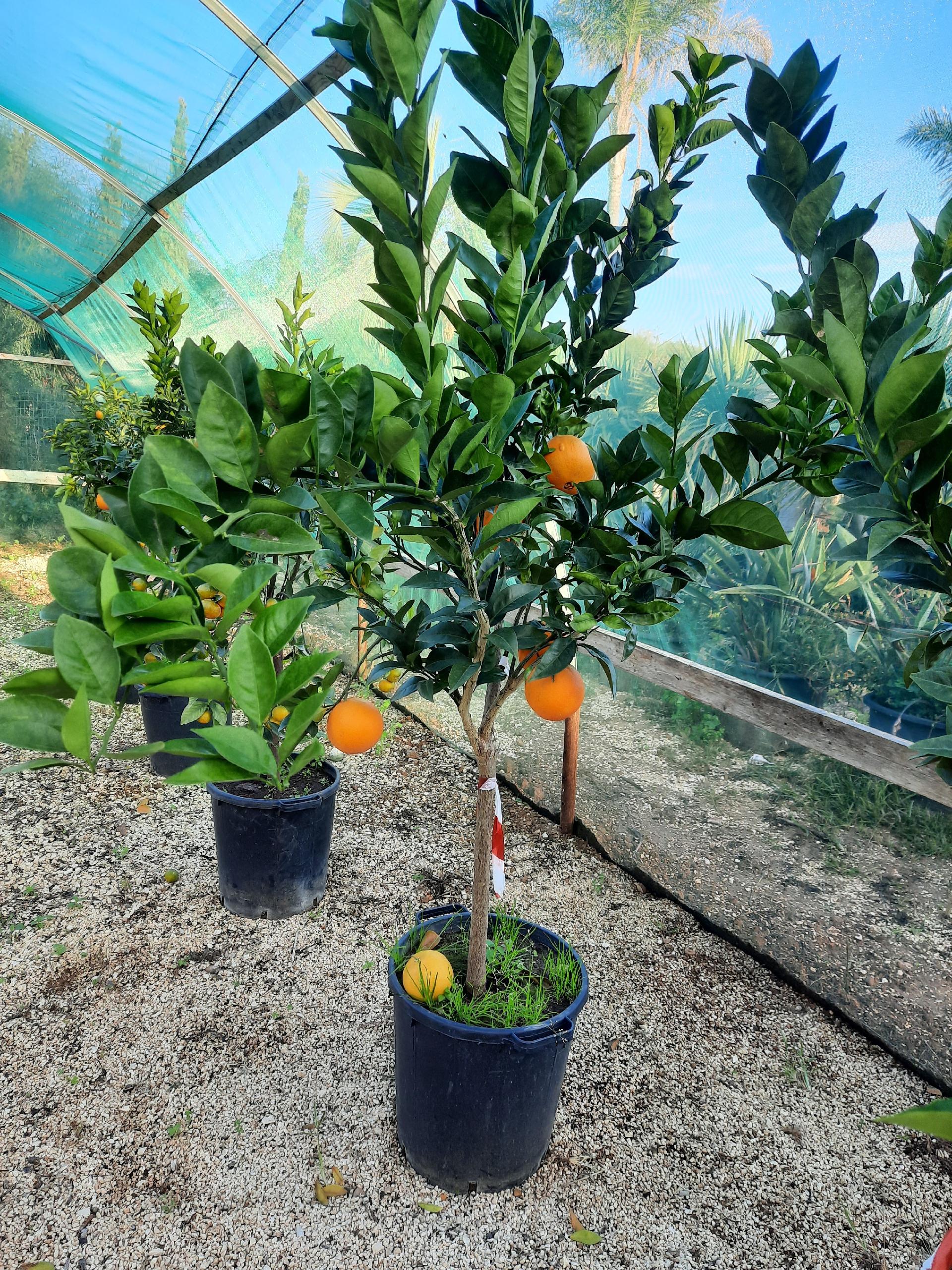 AGRUMI VASO 35 CON FRUTTO albero VASO 35