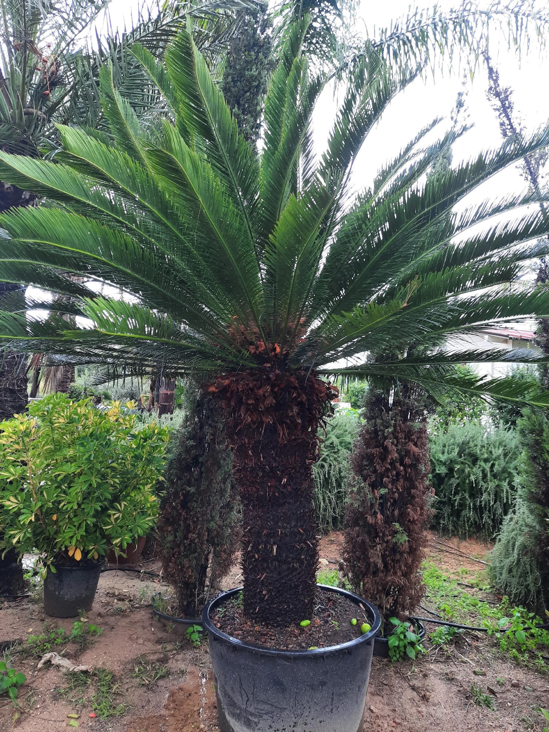 CYCAS TAITUNGENSIS ORNAMENTALE VASO 240 L
