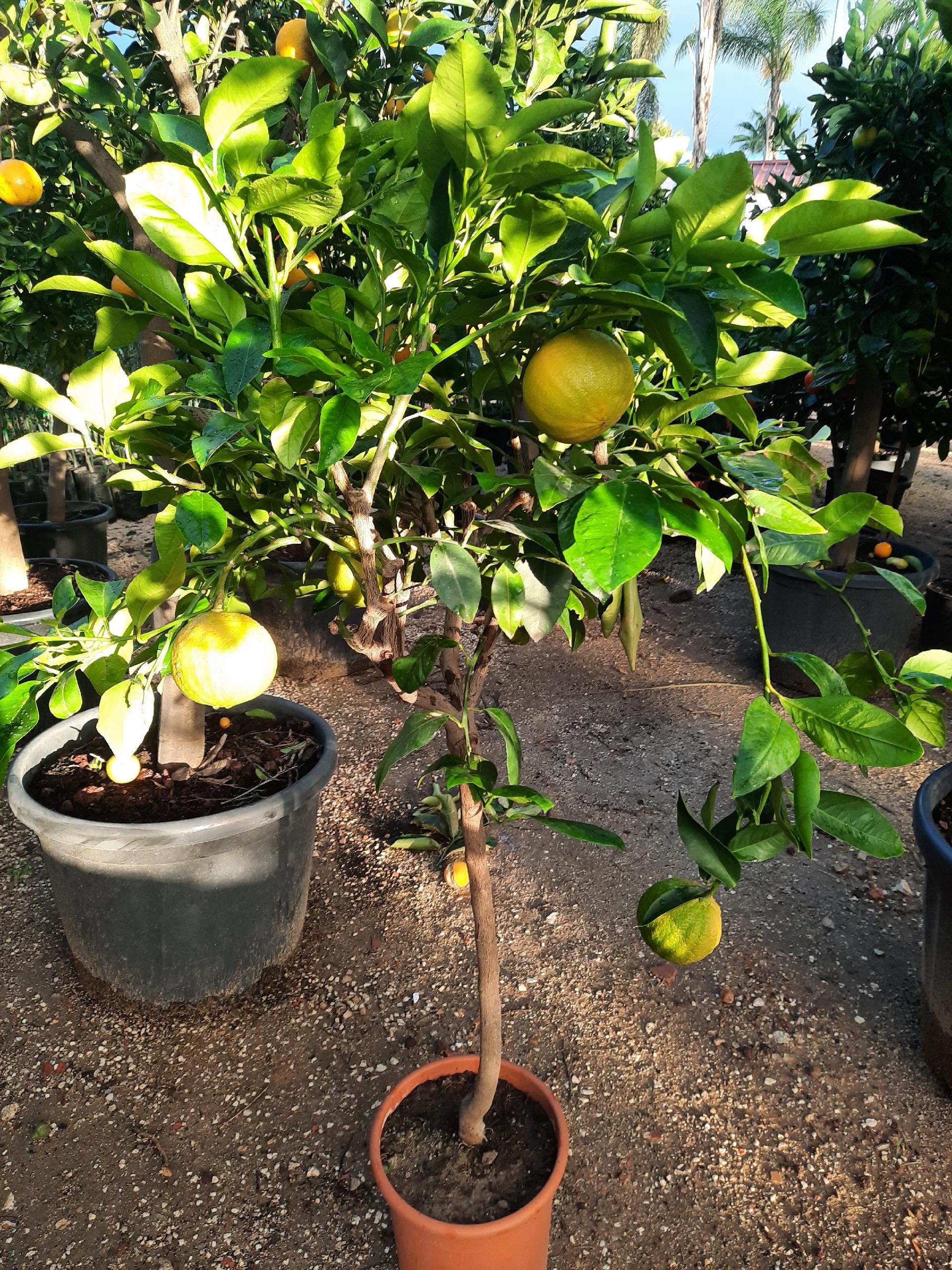 AGRUMI CON FRUTTO albero vaso 24 - 26