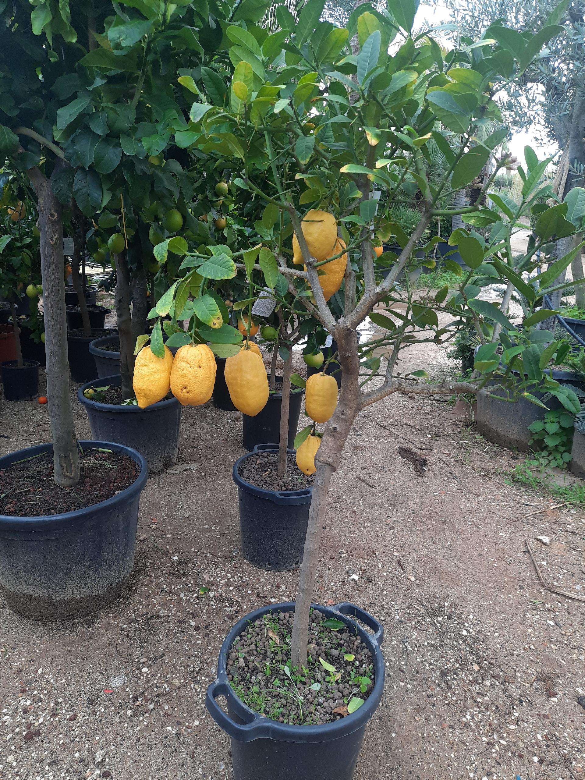 AGRUMI CON FRUTTO albero vaso 24 - 26