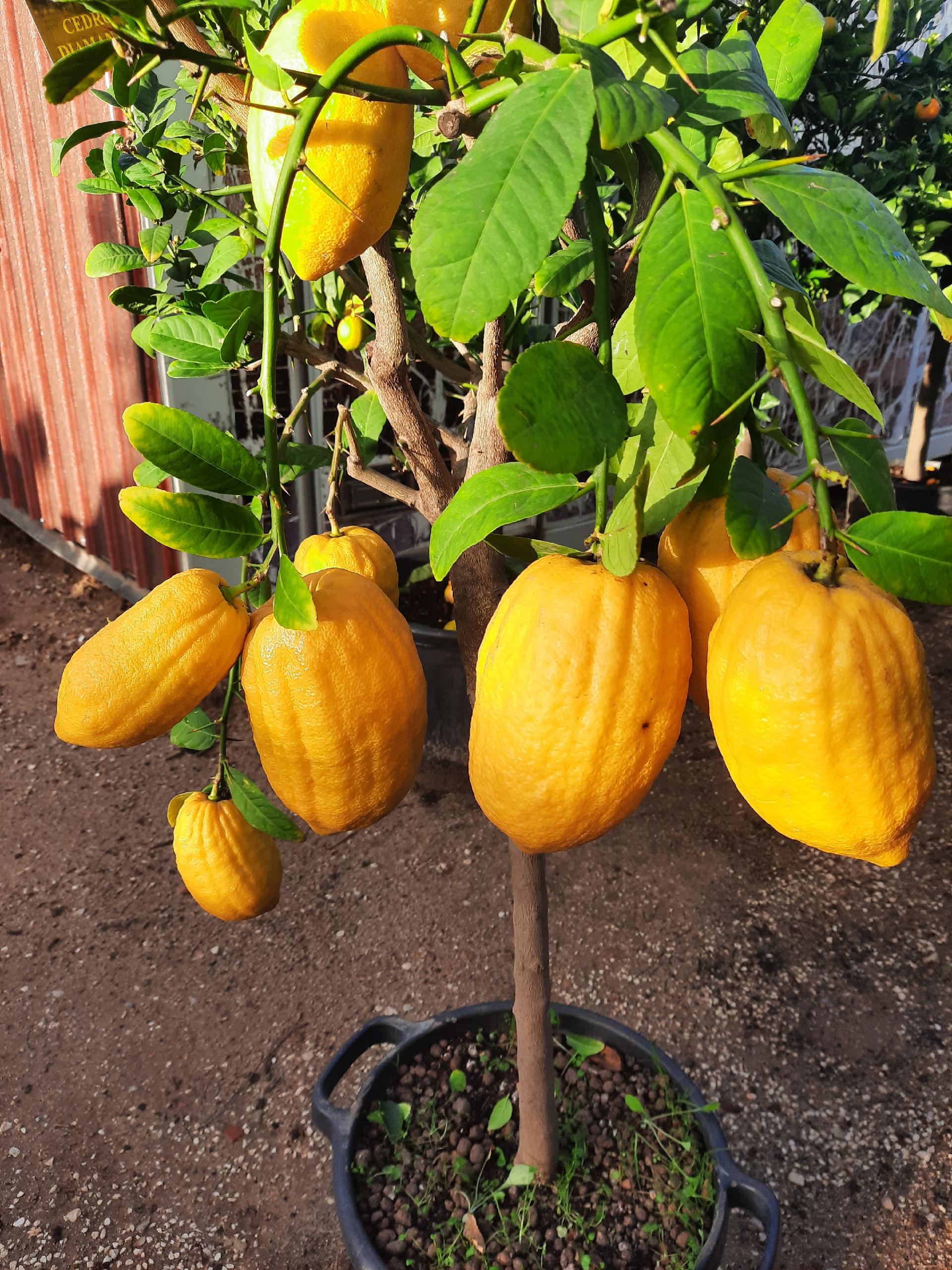 AGRUMI CON FRUTTO albero vaso 24 - 26