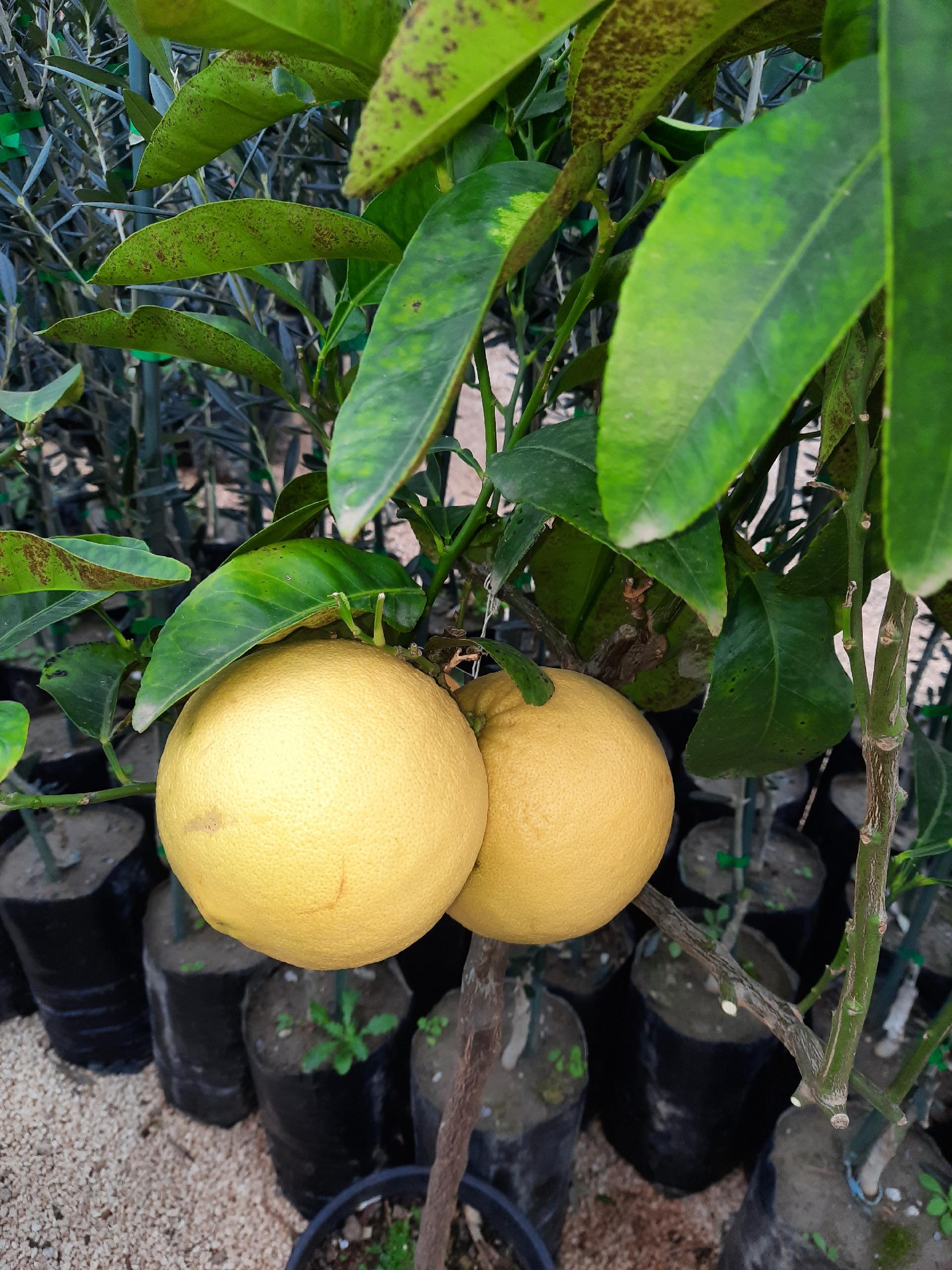AGRUMI CON FRUTTO albero vaso 24 - 26