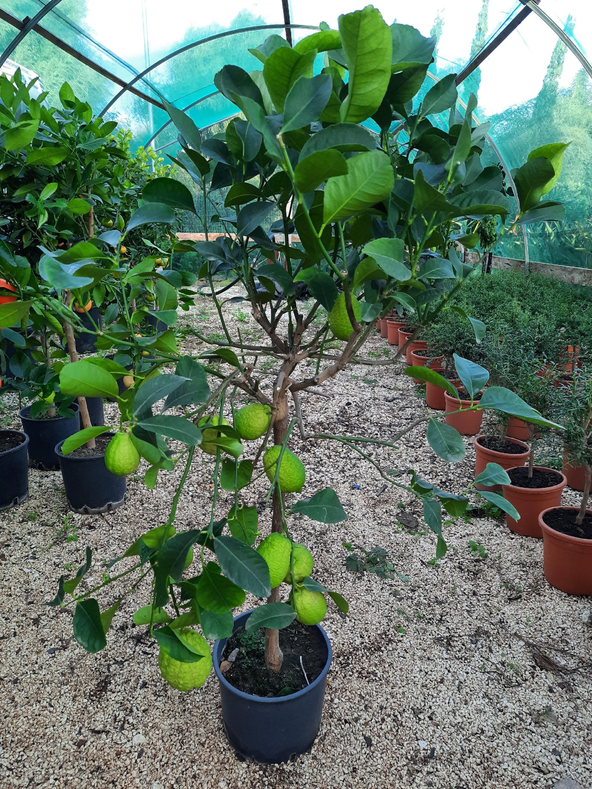 AGRUMI CON FRUTTO albero vaso 24 - 26