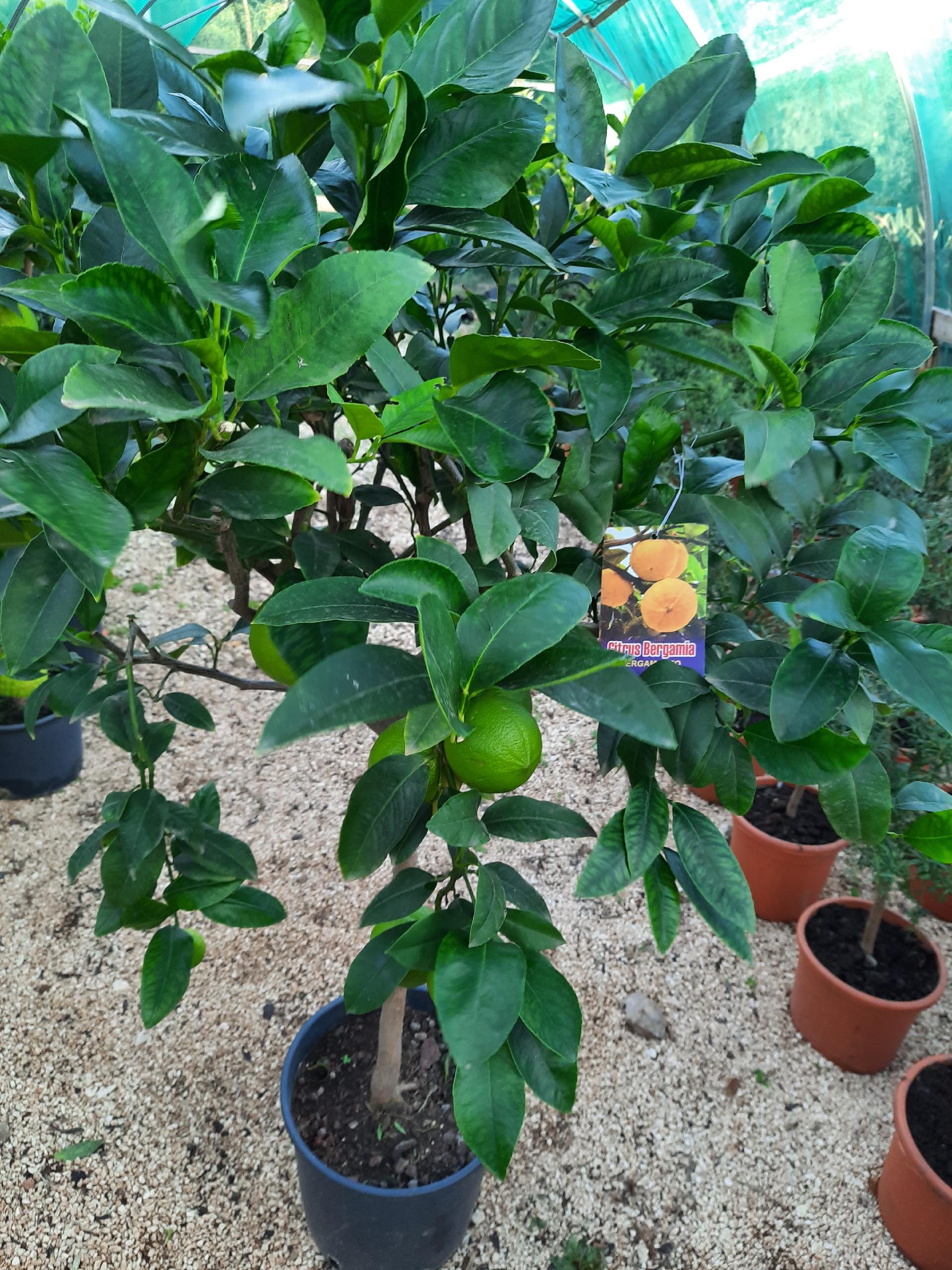 AGRUMI CON FRUTTO albero vaso 24 - 26