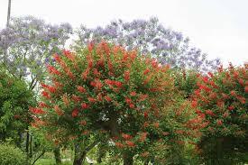 ERYTHRINA CRISTA GALLI albero VASO 200 L