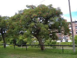 ERYTHRINA CRISTA GALLI albero VASO 200 L