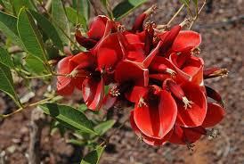 ERYTHRINA CRISTA GALLI albero VASO 200 L