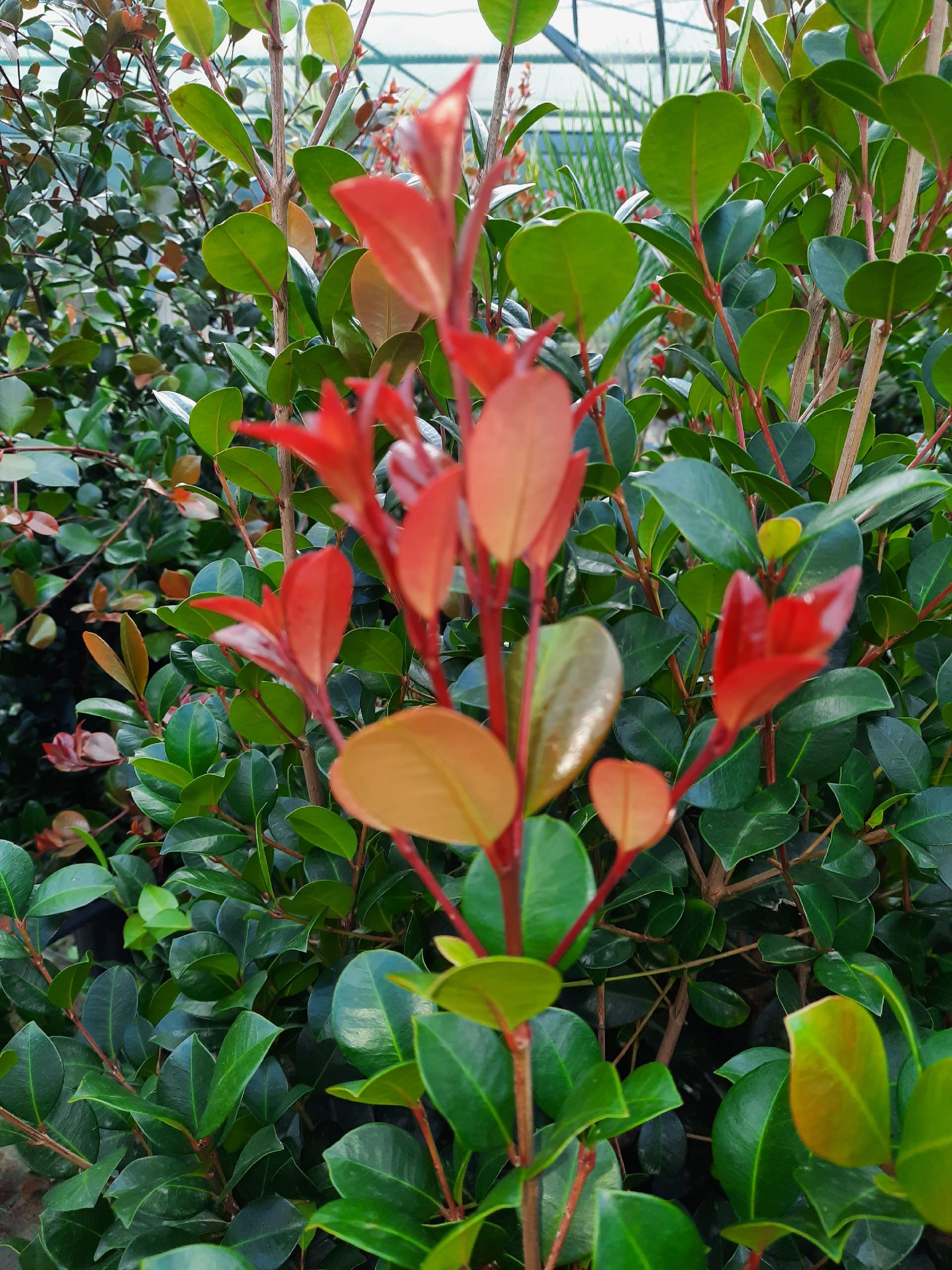 EUGENIA ETNA FIRE SIEPE VASO 35