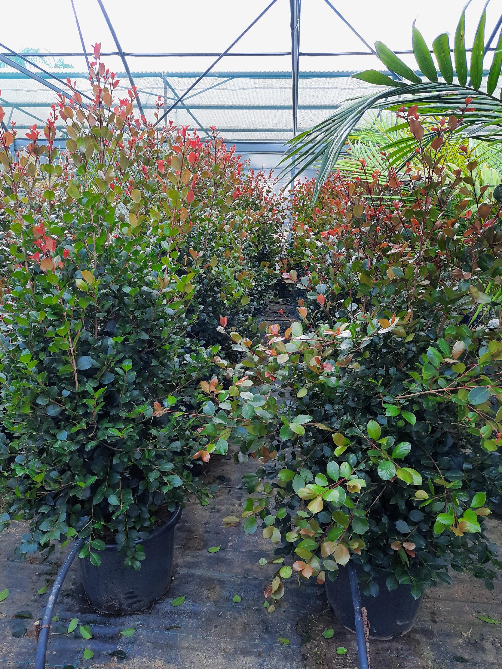 EUGENIA ETNA FIRE SIEPE VASO 35