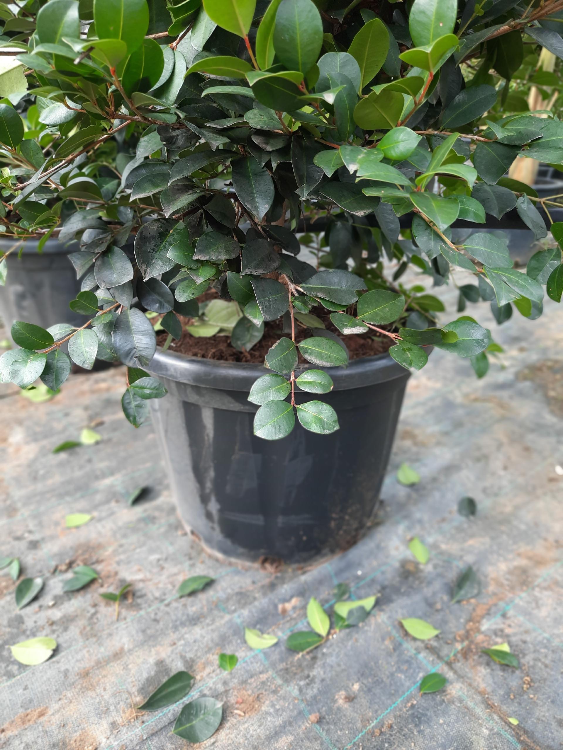 EUGENIA ETNA FIRE SIEPE VASO 35
