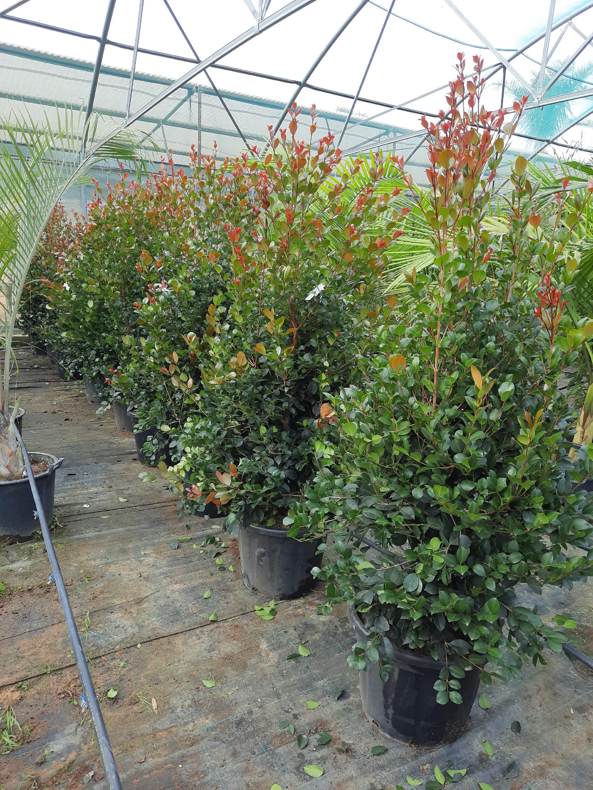 EUGENIA ETNA FIRE SIEPE VASO 35