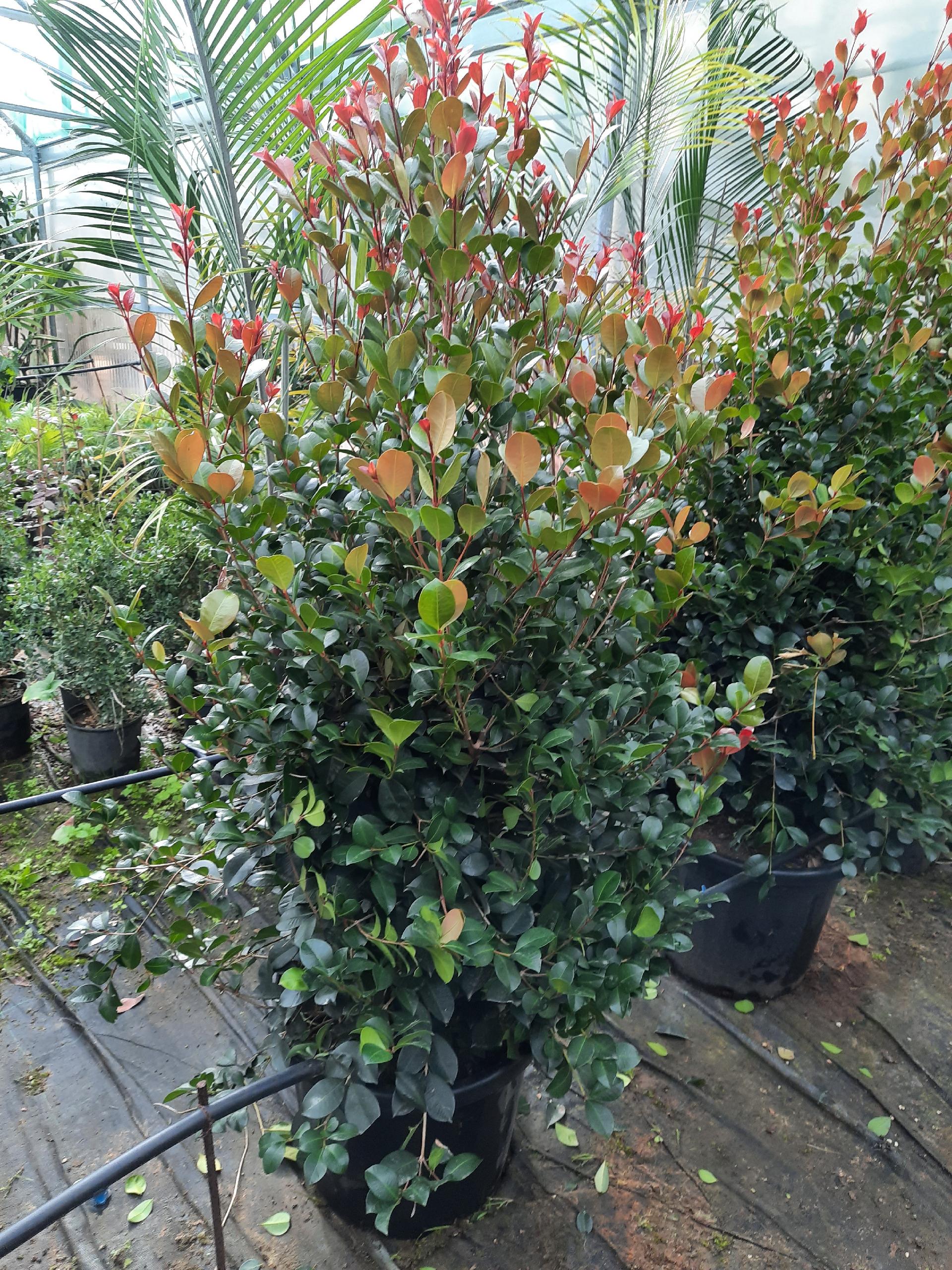 EUGENIA ETNA FIRE SIEPE VASO 35