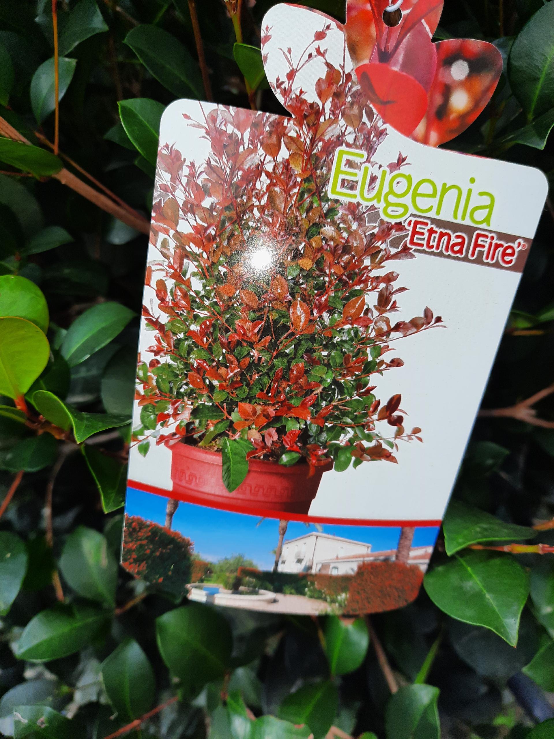 EUGENIA ETNA FIRE SIEPE VASO 35