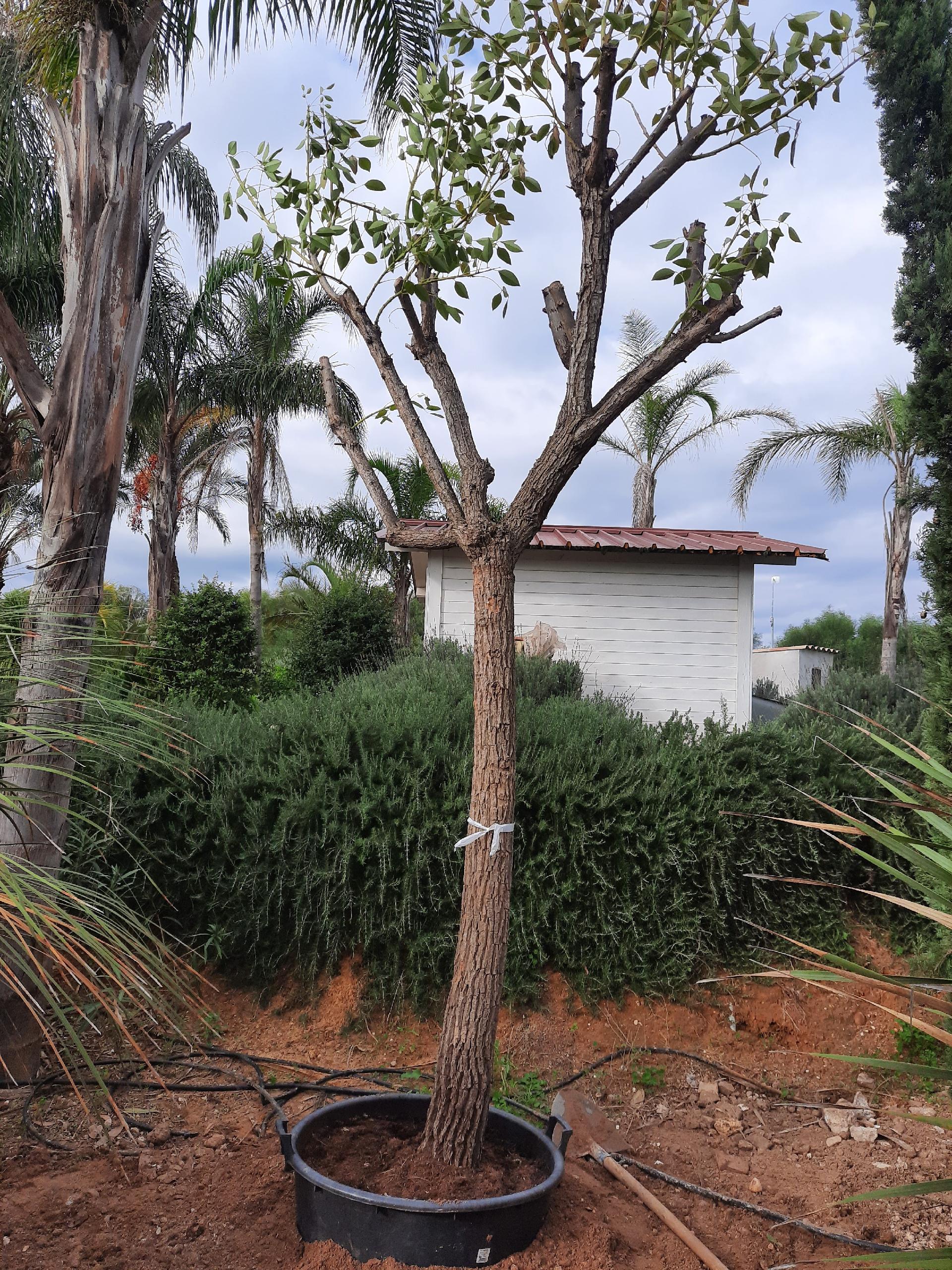ERYTHRINA CRISTA GALLI albero VASO 200 L