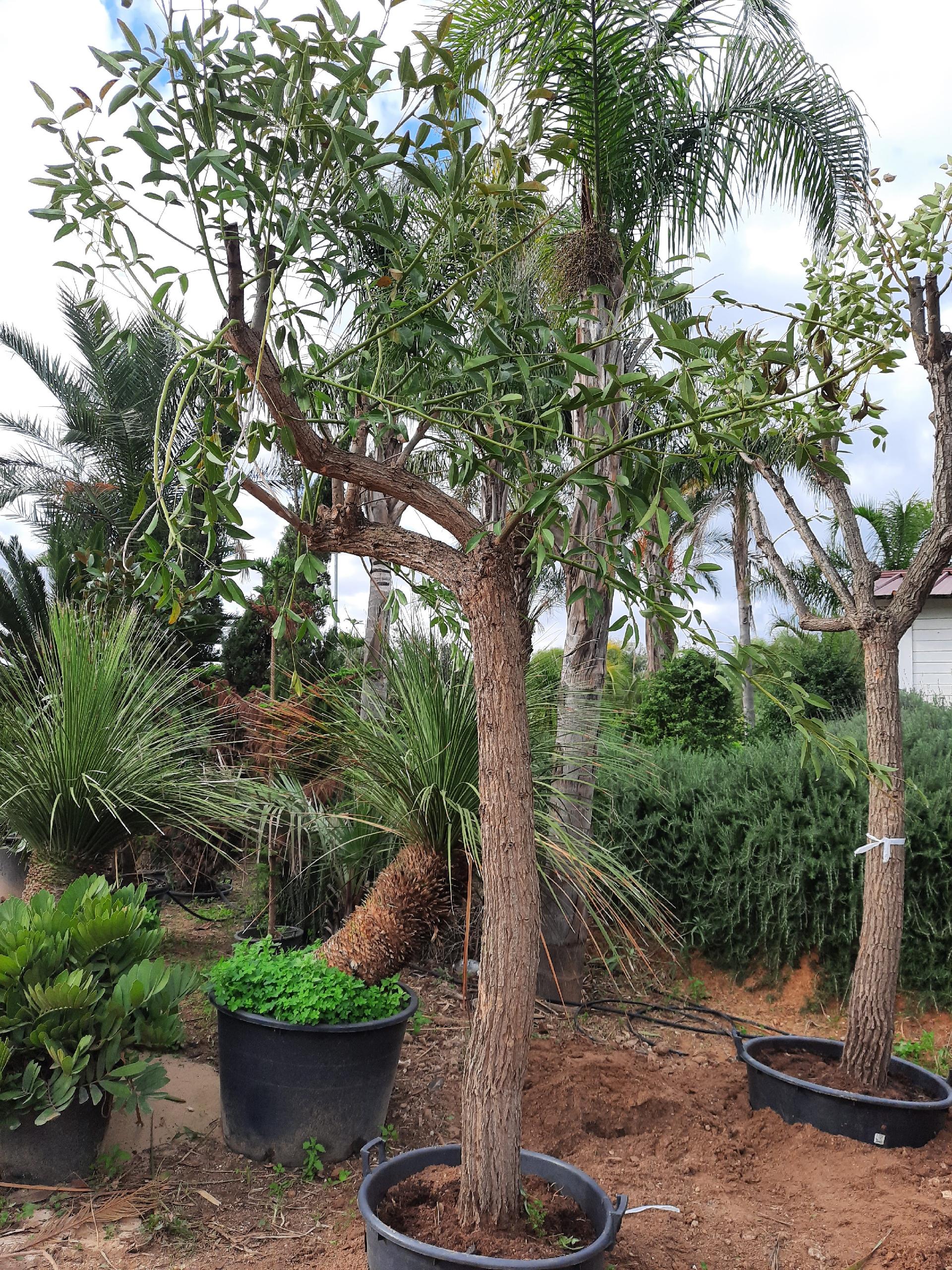ERYTHRINA CRISTA GALLI albero VASO 200 L