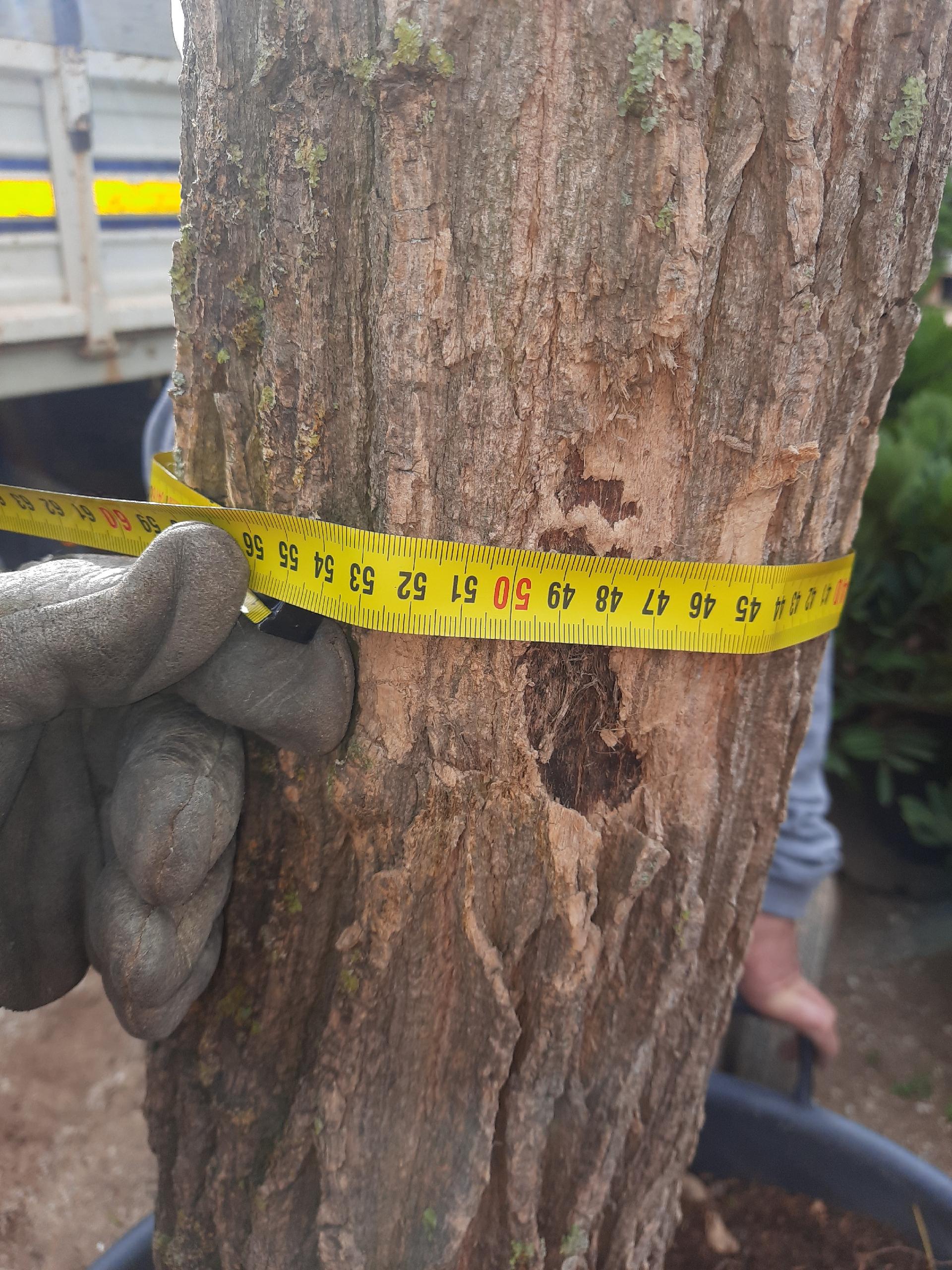 ERYTHRINA CRISTA GALLI albero VASO 200 L