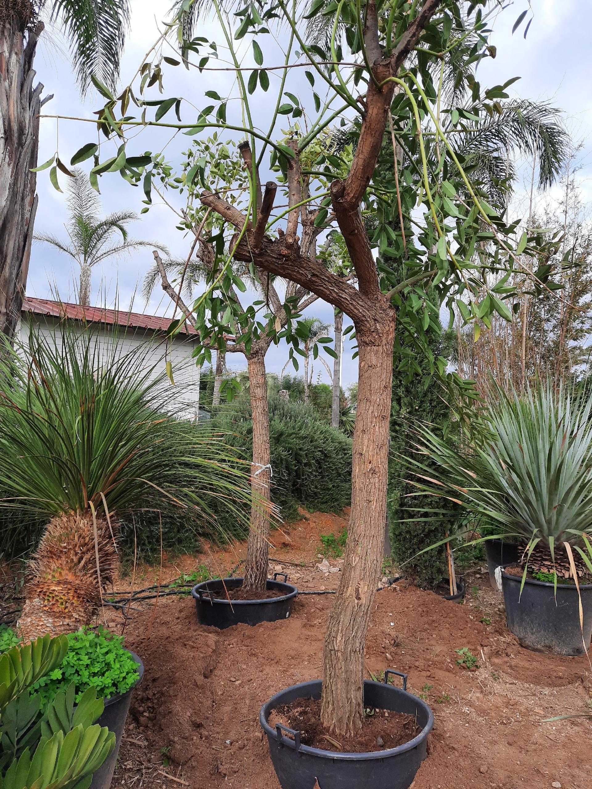 ERYTHRINA CRISTA GALLI albero VASO 200 L