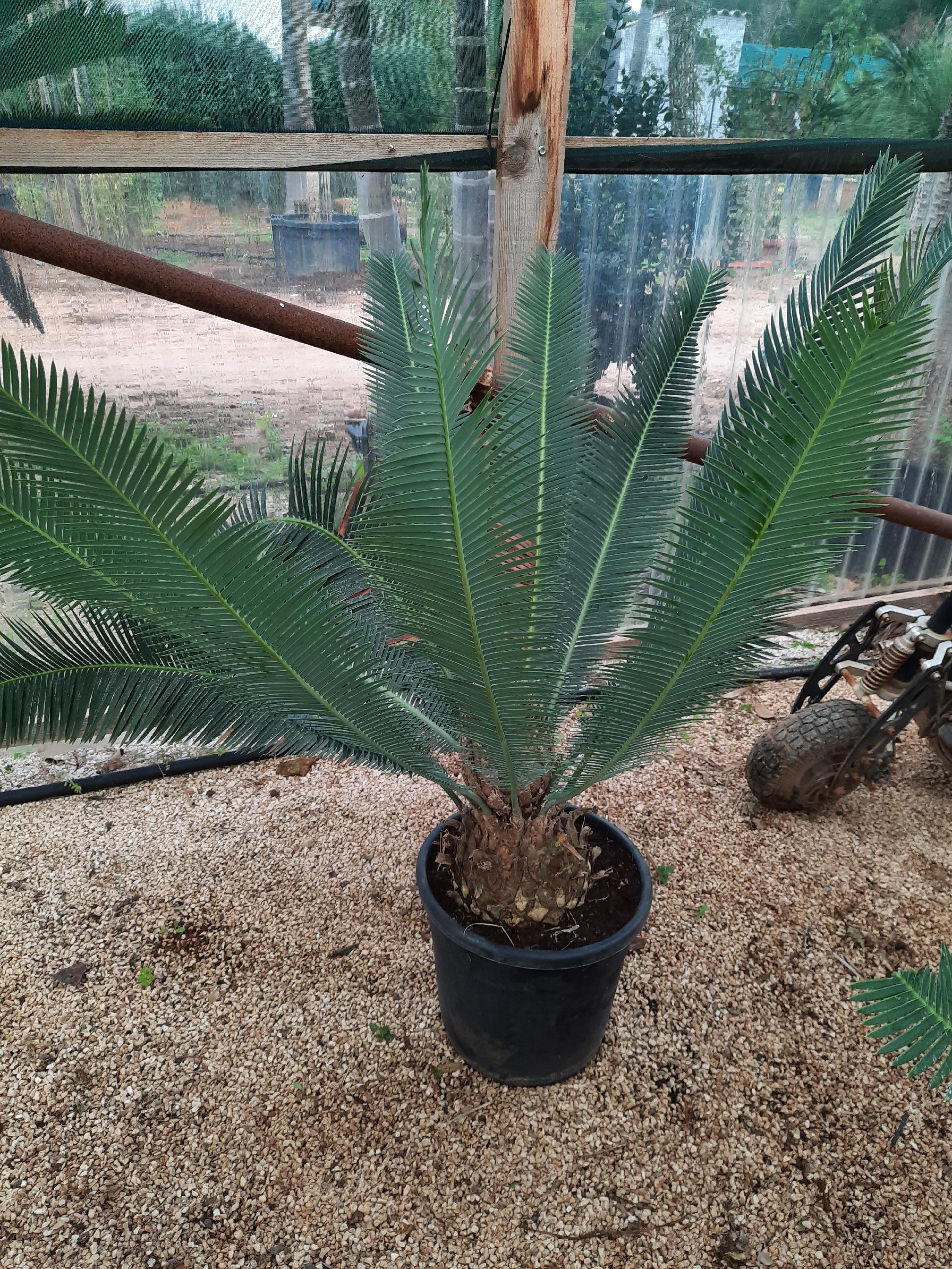 CYCAS DIOON EDULE IN VASO 35 ORNAMENTALE VASO 30