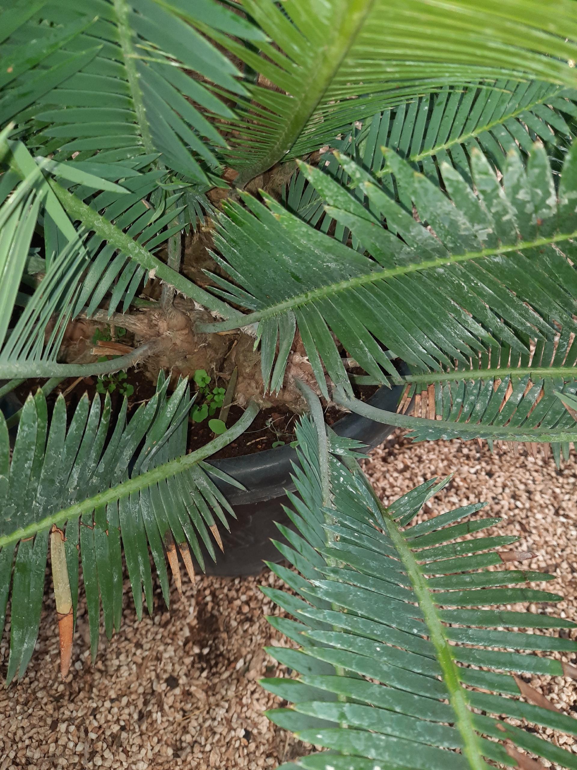 CYCAS DIOON EDULE IN VASO 35 ORNAMENTALE VASO 30