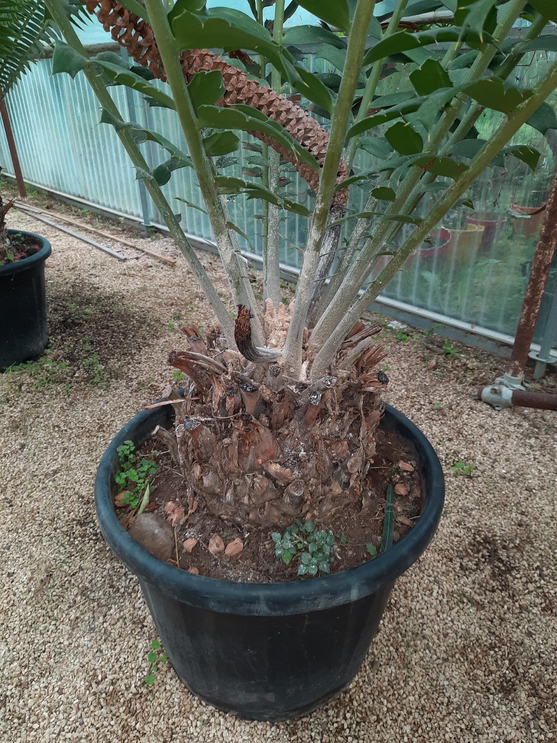 Encephalartos ferox ORNAMENTALE VASO 45 - 50