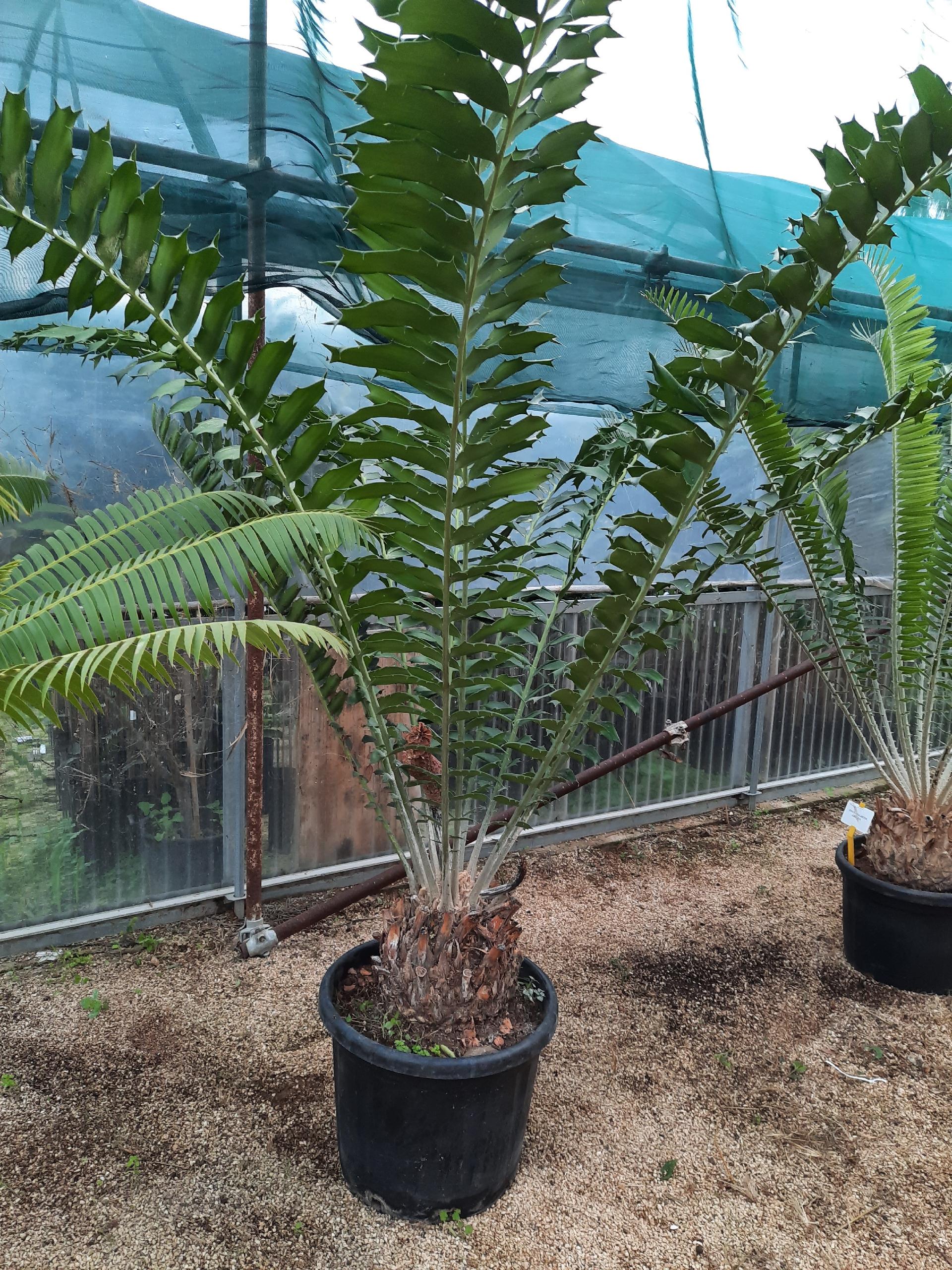 Encephalartos ferox ORNAMENTALE VASO 45 - 50