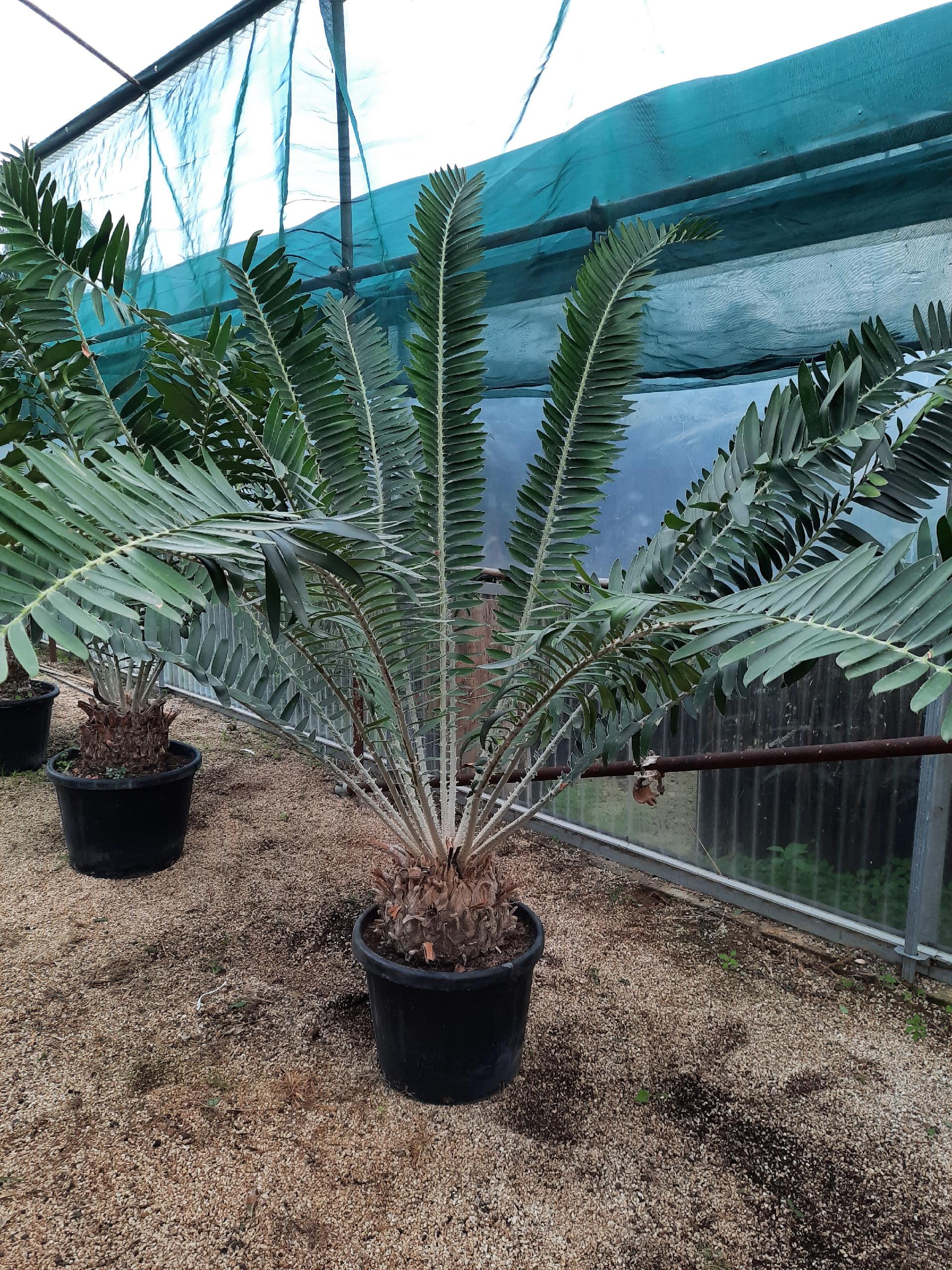 Encephalartos gratus ORNAMENTALE VASO 35 - 40