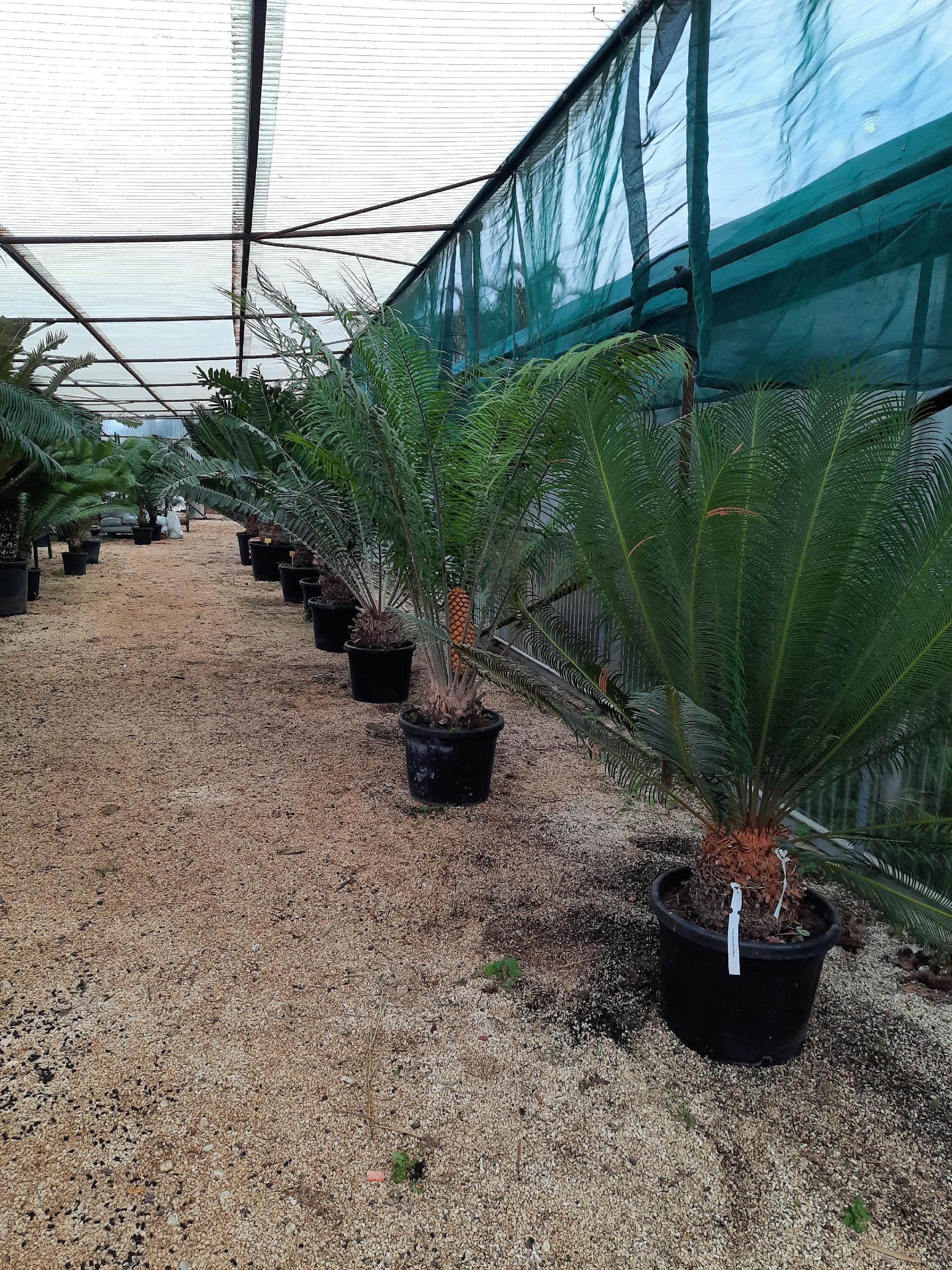 Encephalartos gratus ORNAMENTALE VASO 35 - 40