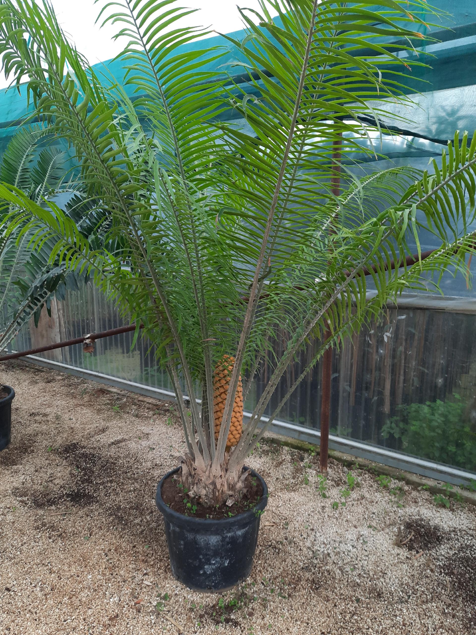 Encephalartos villosus ORNAMENTALE VASO 90 L