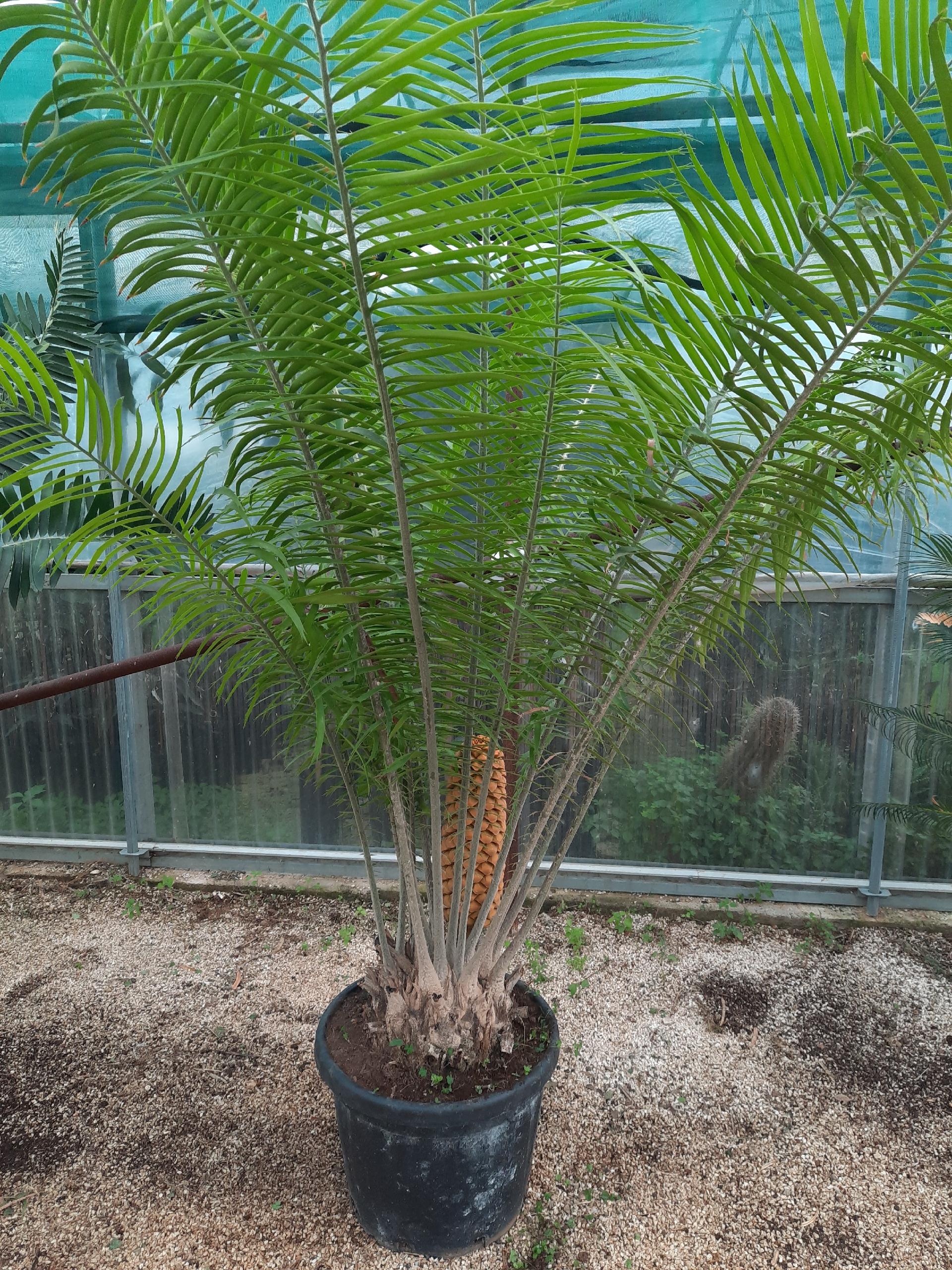 Encephalartos villosus ORNAMENTALE VASO 90 L