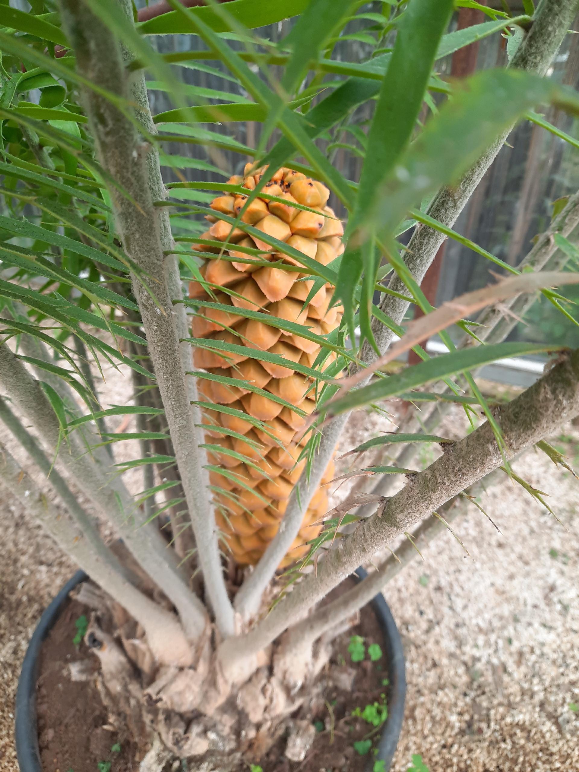 Encephalartos villosus ORNAMENTALE VASO 90 L