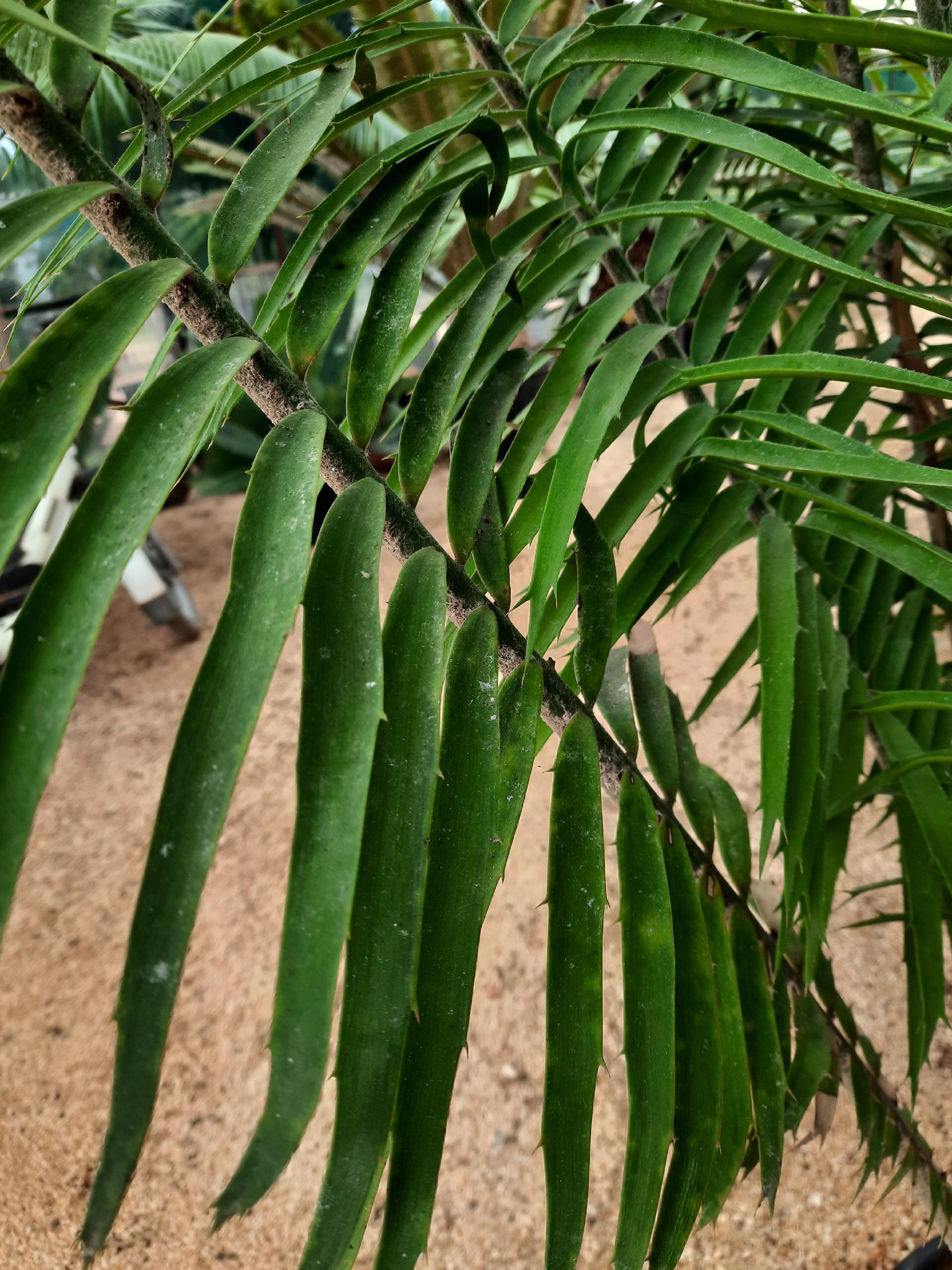 Encephalartos villosus ORNAMENTALE VASO 90 L